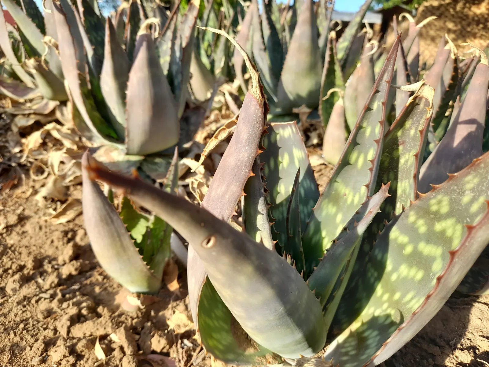 Soap Aloe, African Aloe (Aloe 'Grassy Lassie') — It thrives in USDA zones 9-11, preferring full sun to partial shade