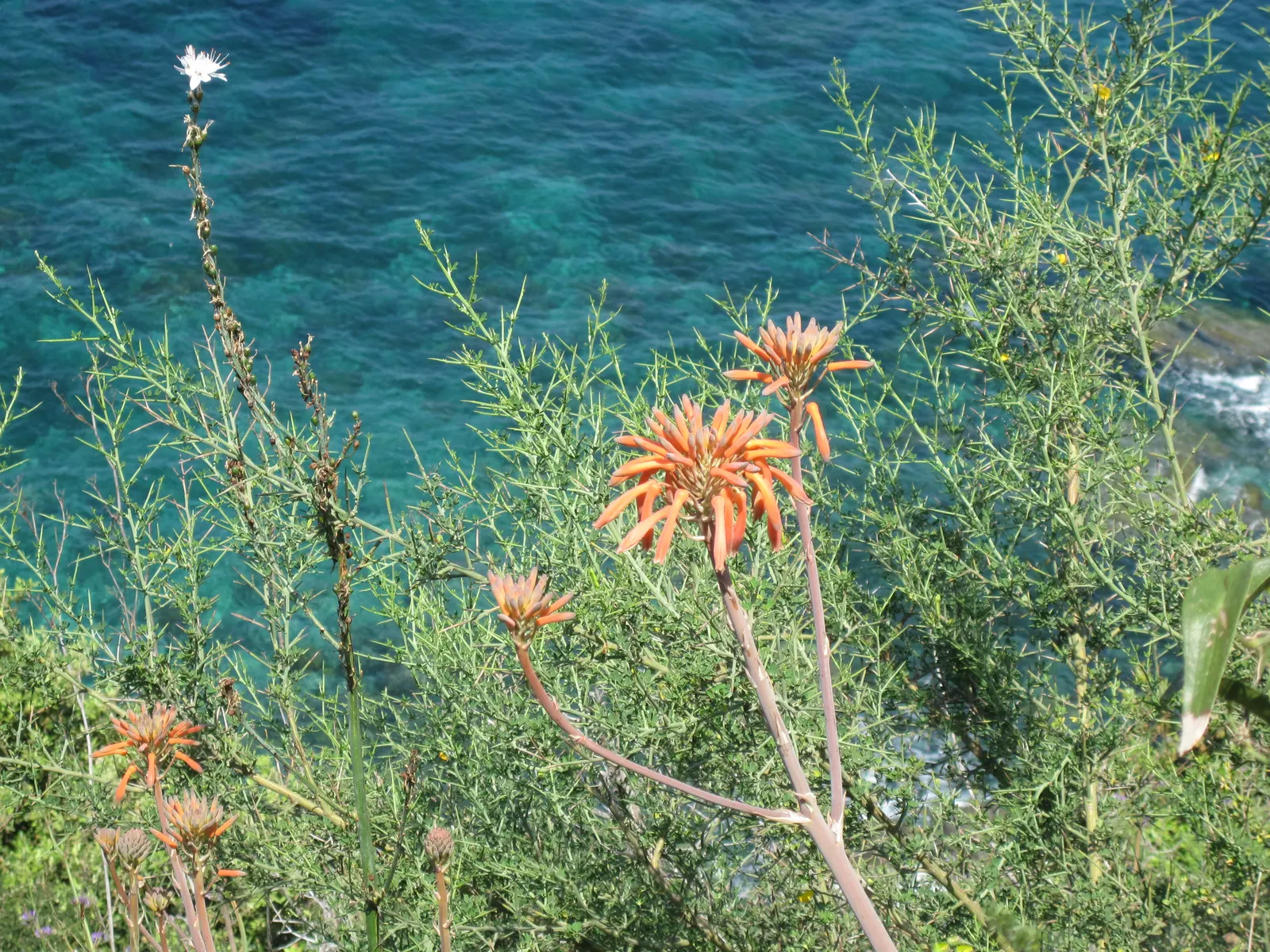 Soap Aloe, African Aloe (Aloe 'Grassy Lassie') — highlight its ease of care