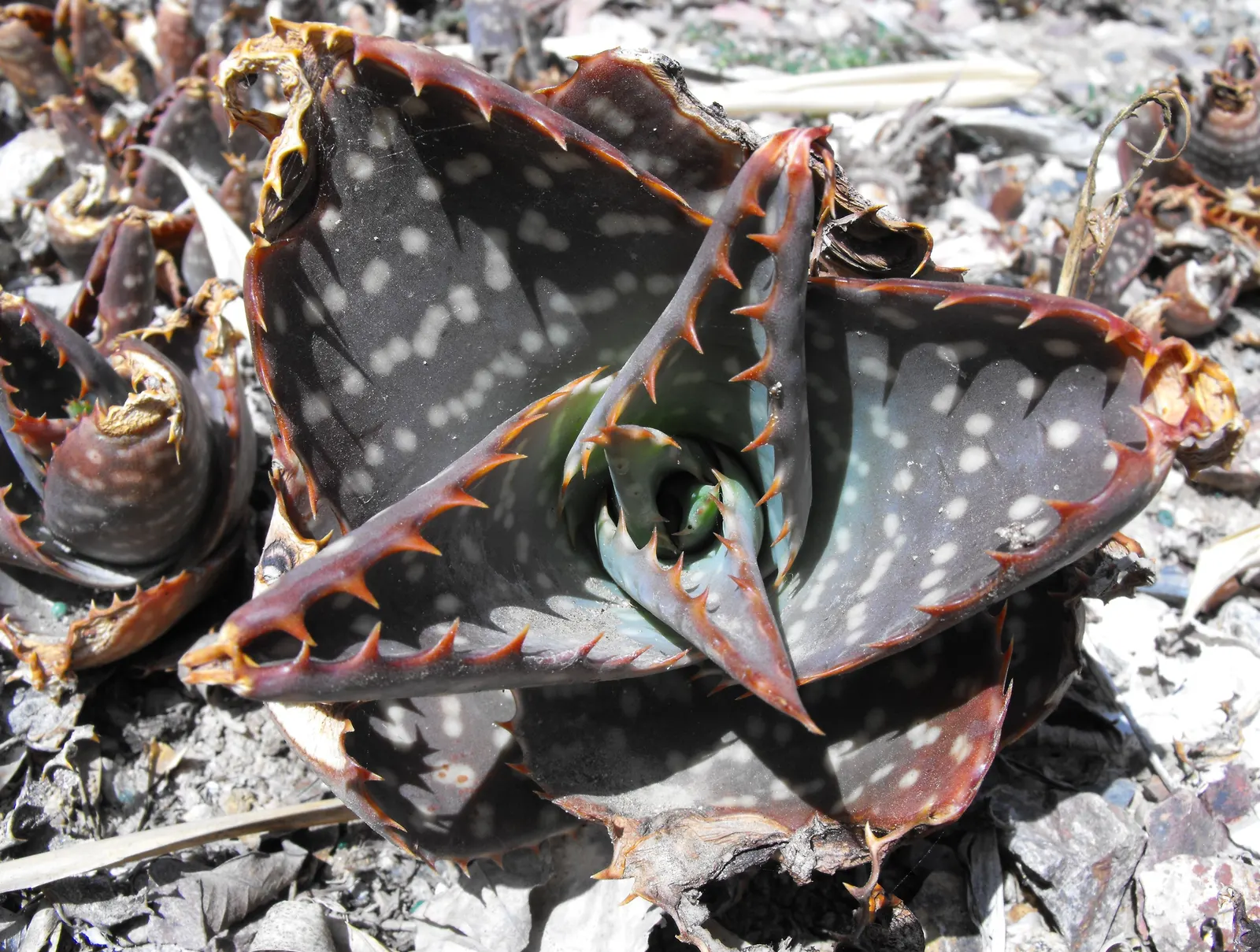 Soap Aloe, African Aloe (Aloe 'Grassy Lassie') — orange flowers in the garden