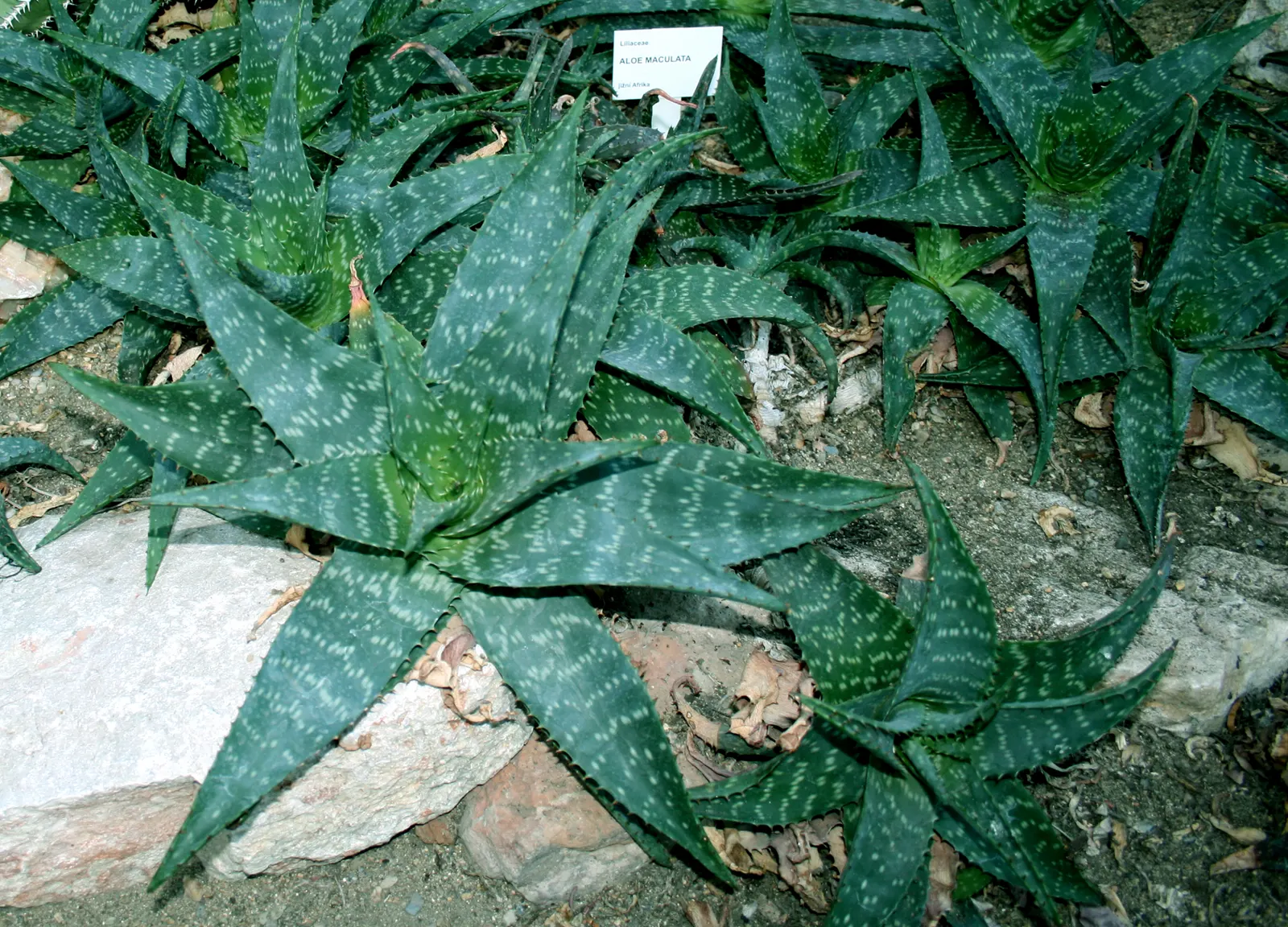 Soap Aloe, African Aloe (Aloe 'Grassy Lassie') — is a resilient and attractive succulent
