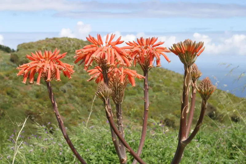 Soap Aloe, African Aloe (Aloe 'Grassy Lassie') — and its seasonal flowering that attracts pollinators