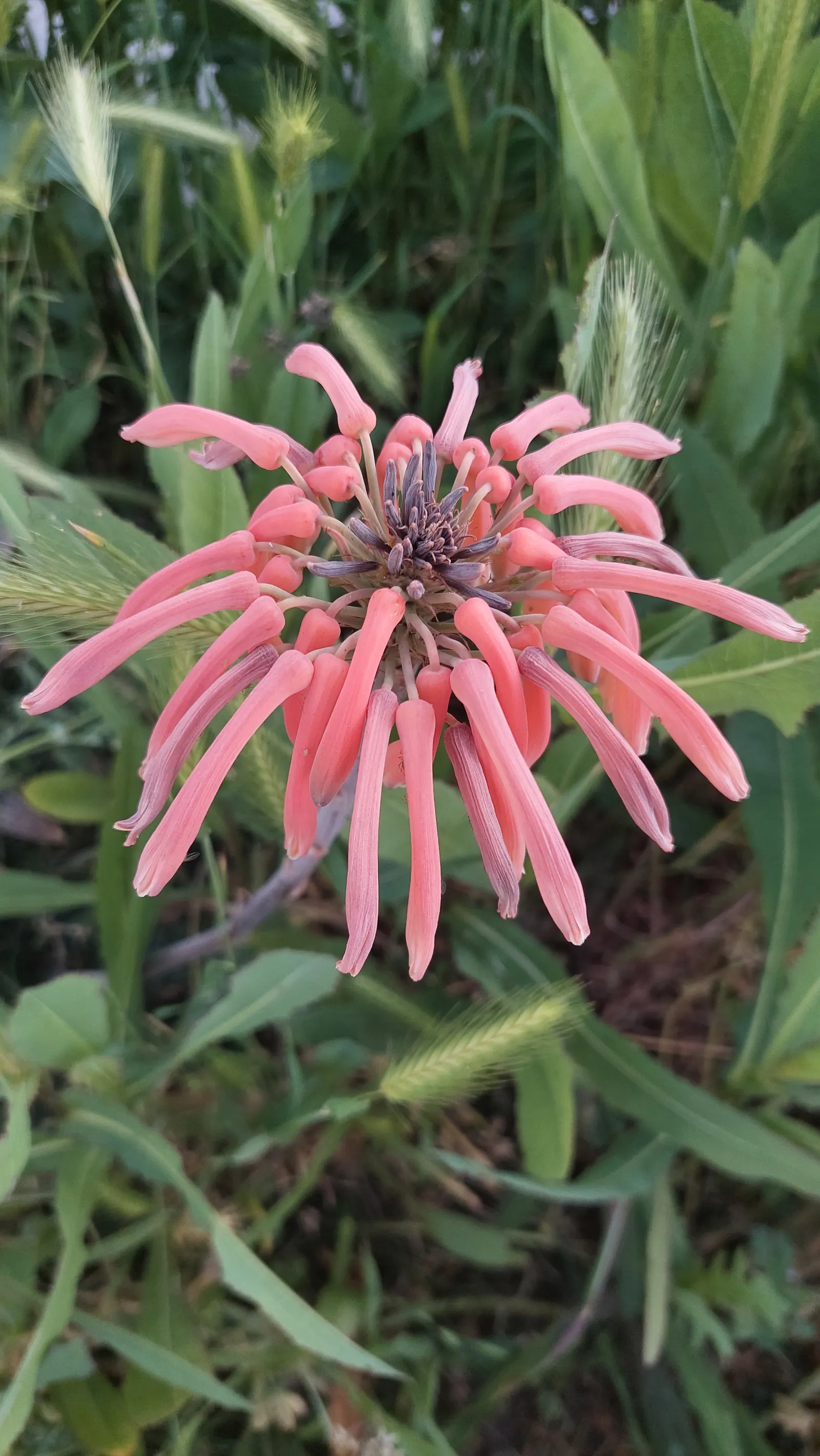 Soap Aloe, African Aloe (Aloe 'Grassy Lassie') — grass-like foliage reaching 18 to 24 inches tall