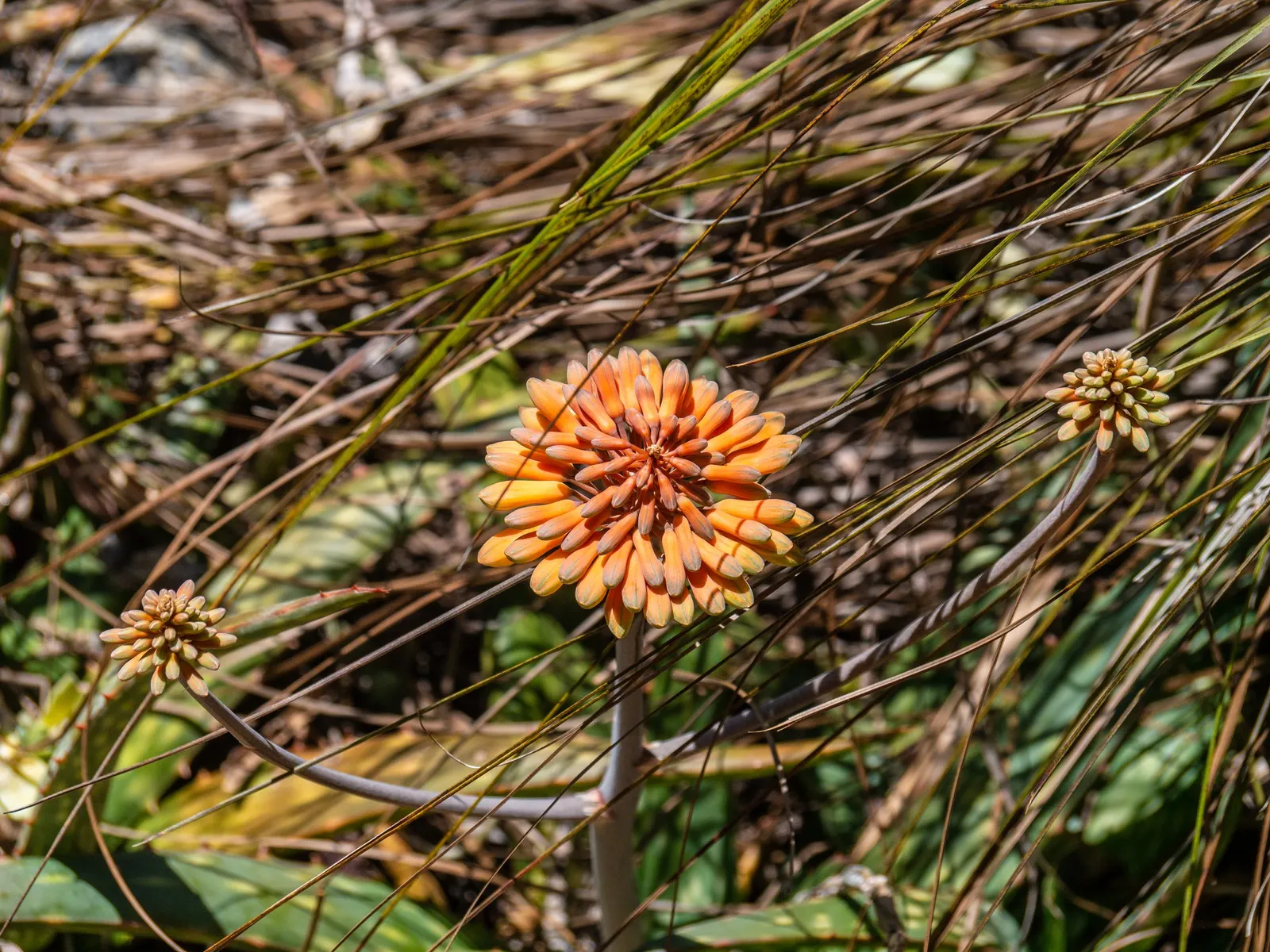 Soap Aloe, African Aloe (Aloe 'Grassy Lassie') — the 'Grassy Lassie' reaches a modest height and spread of approximately 18 to 24 inches