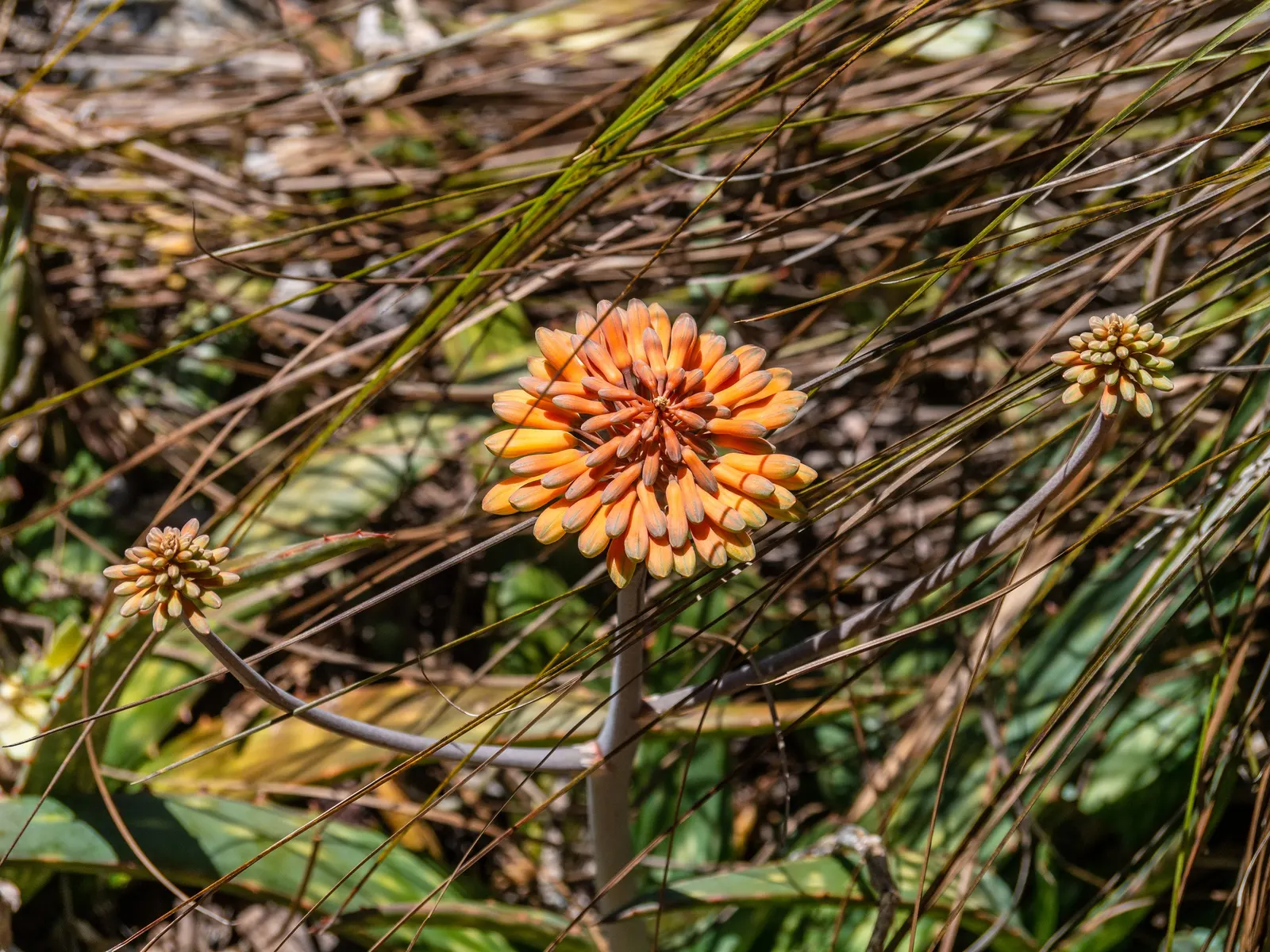 Soap Aloe, African Aloe (Aloe 'Grassy Lassie') — Its drought-tolerant nature provides ample opportunity for water-wise gardens; this durable perennial demands