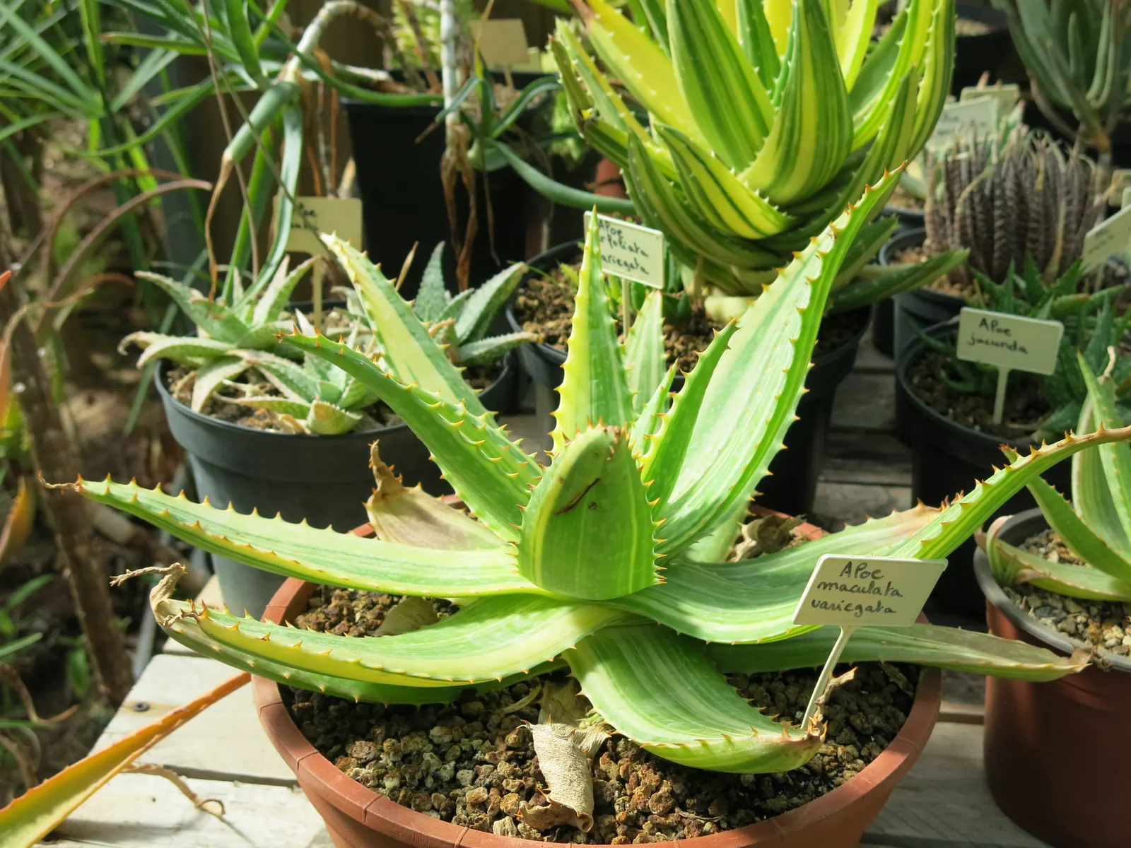 Soap Aloe, African Aloe (Aloe 'Grassy Lassie') — making it an essential element of any sustainable and visually captivating garden layout