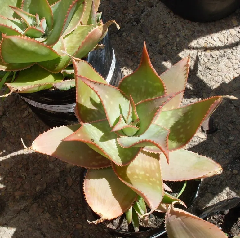 Soap Aloe, African Aloe (Aloe 'Grassy Lassie') — succulent with orange blooms; this durable perennial demands well-draining soil and thrives in full sunlight