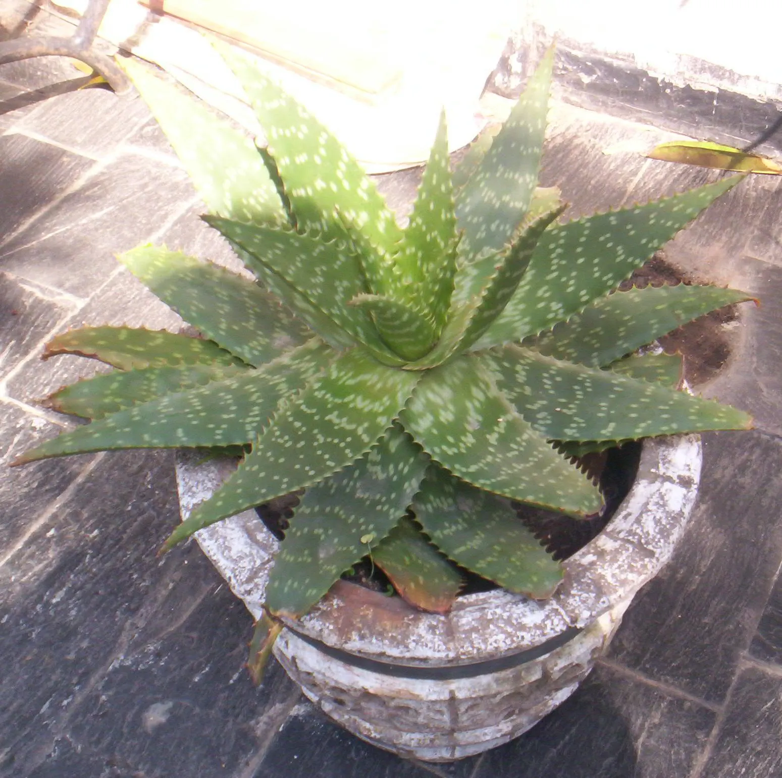 Soap Aloe, African Aloe (Aloe 'Grassy Lassie') — often referred to as Soap Aloe or African Aloe; originates from the arid regions of southern Africa, image 66