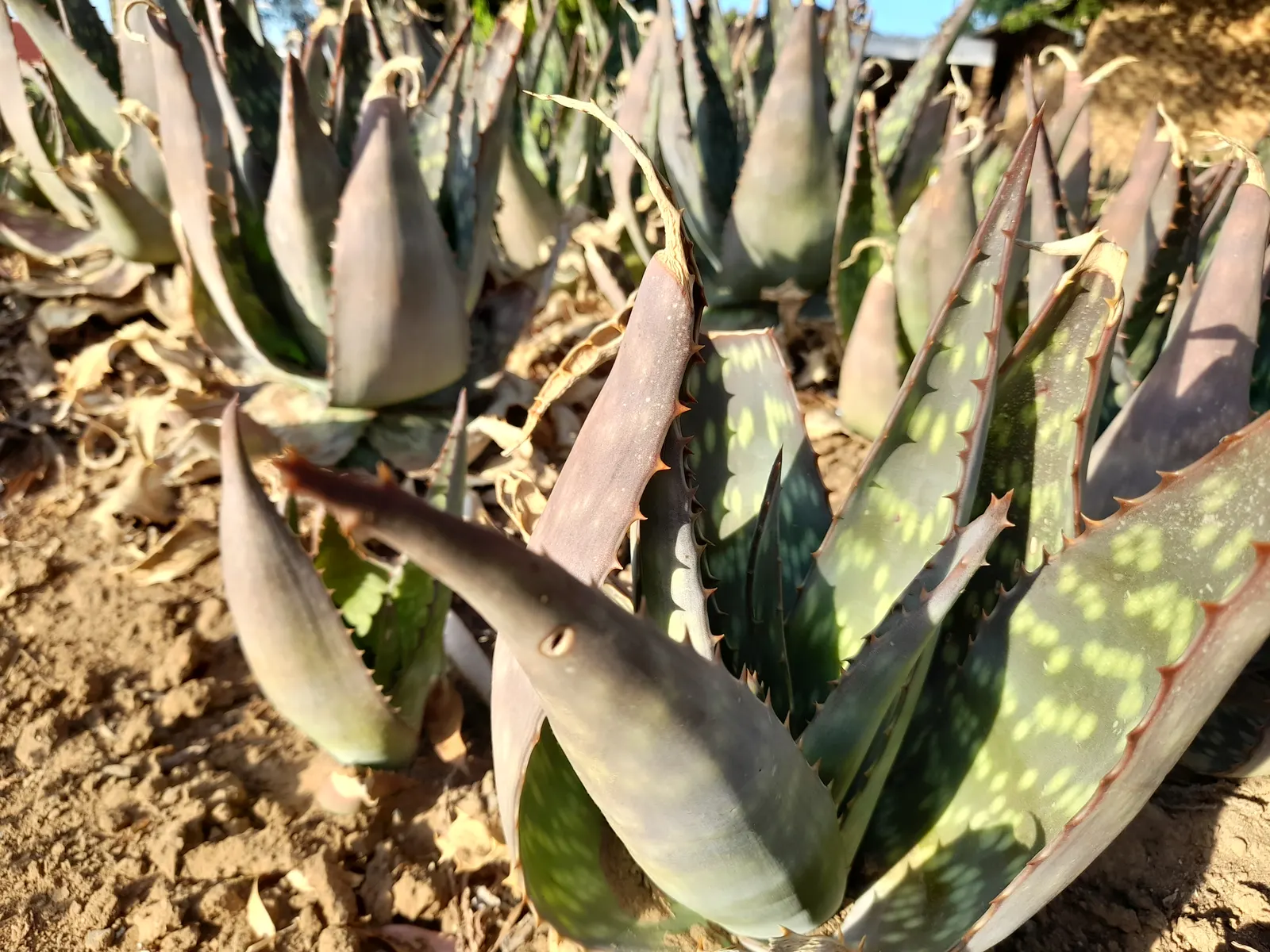 Soap Aloe, African Aloe (Aloe 'Grassy Lassie') — adding a dynamic burst of color to garden settings; this durable perennial demands well-draining, image 71