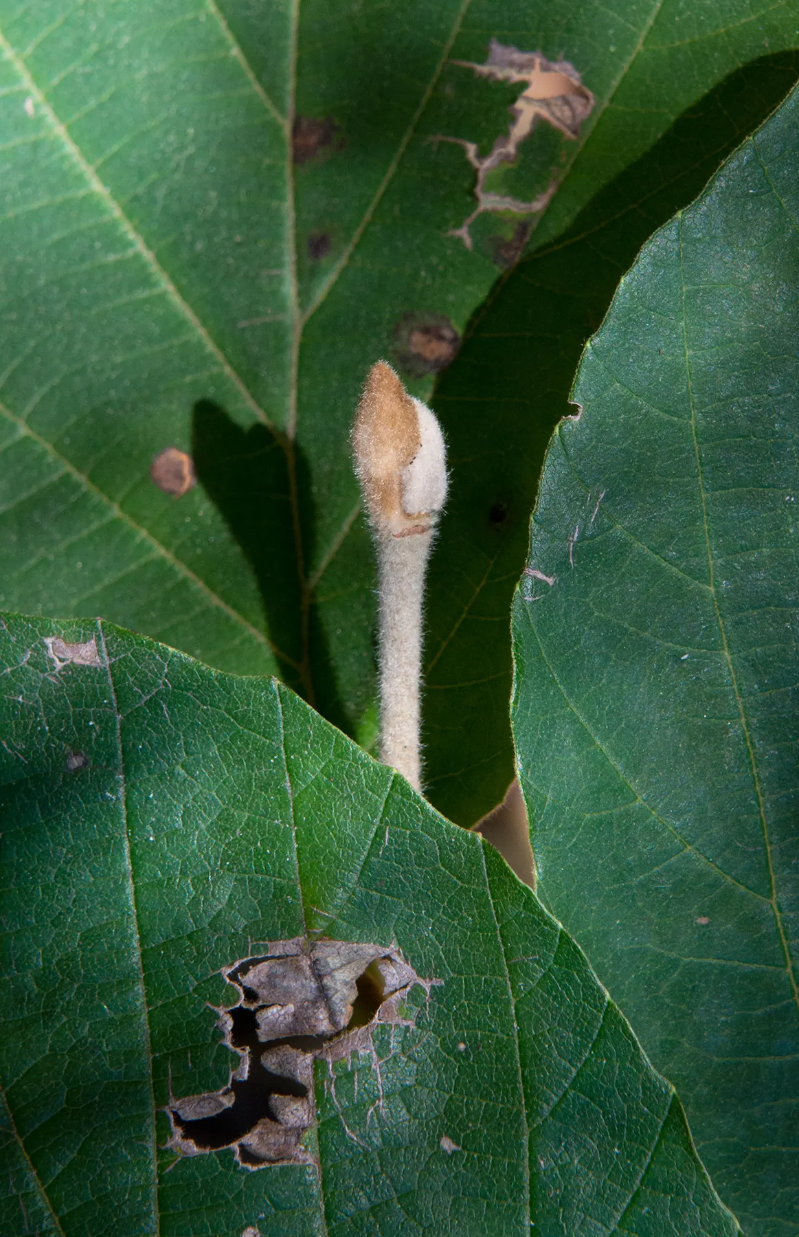 Chinese Witch Hazel (Hamamelis Mollis) — consider using Hamamelis mollis as a specimen plant