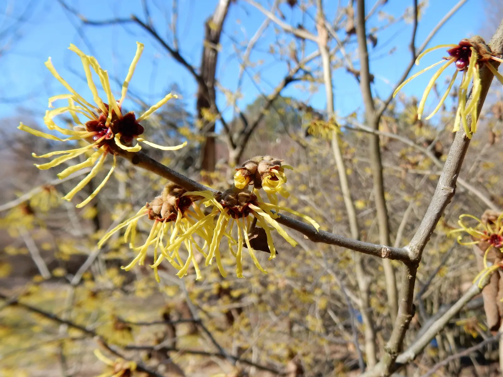 Chinese Witch Hazel (Hamamelis Mollis) — Prefers well-drained, loamy soil and full sun to partial shade; offering a splash of color when most plants lie dormant