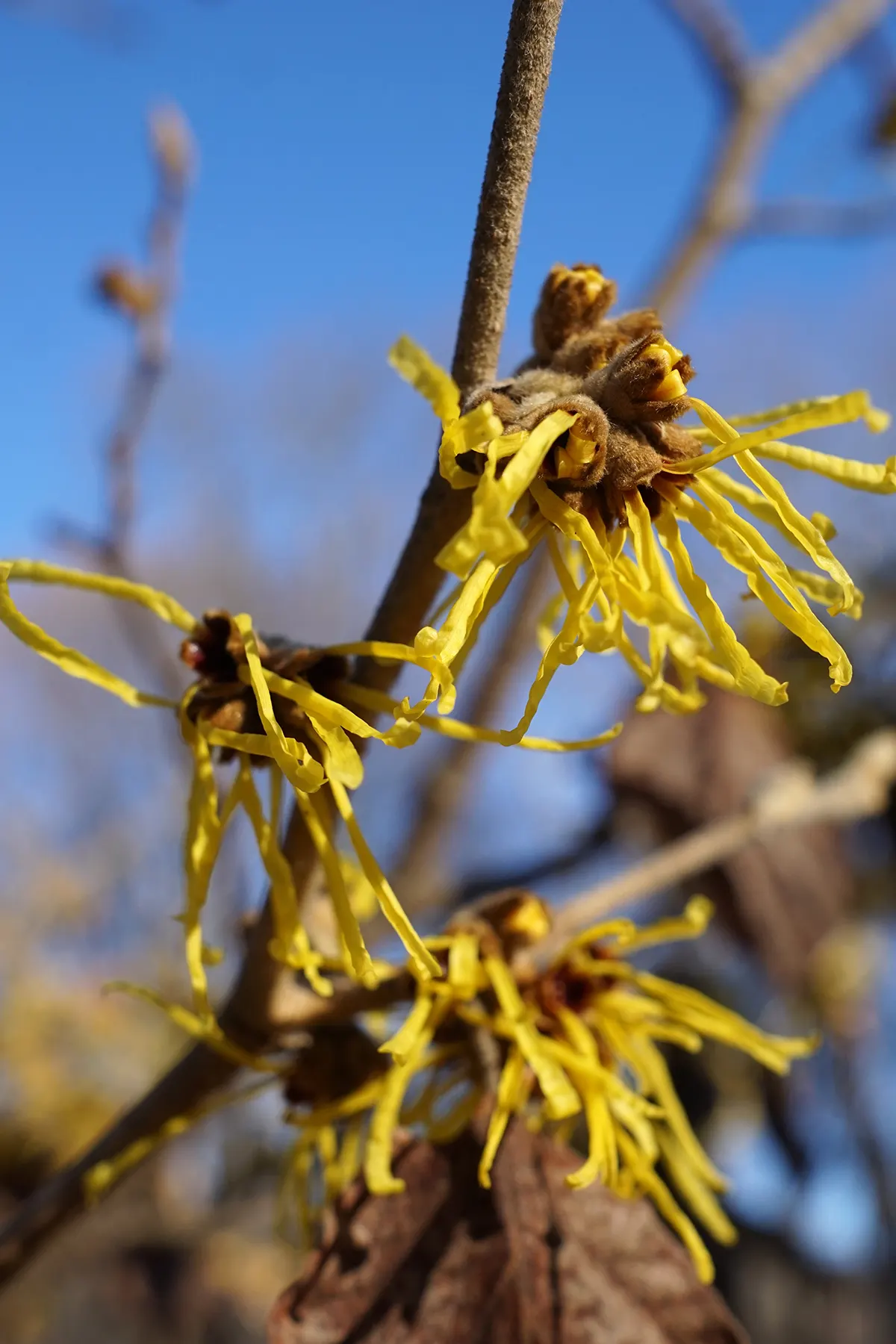 Chinese Witch Hazel (Hamamelis Mollis) — Being moderately drought-tolerant once established