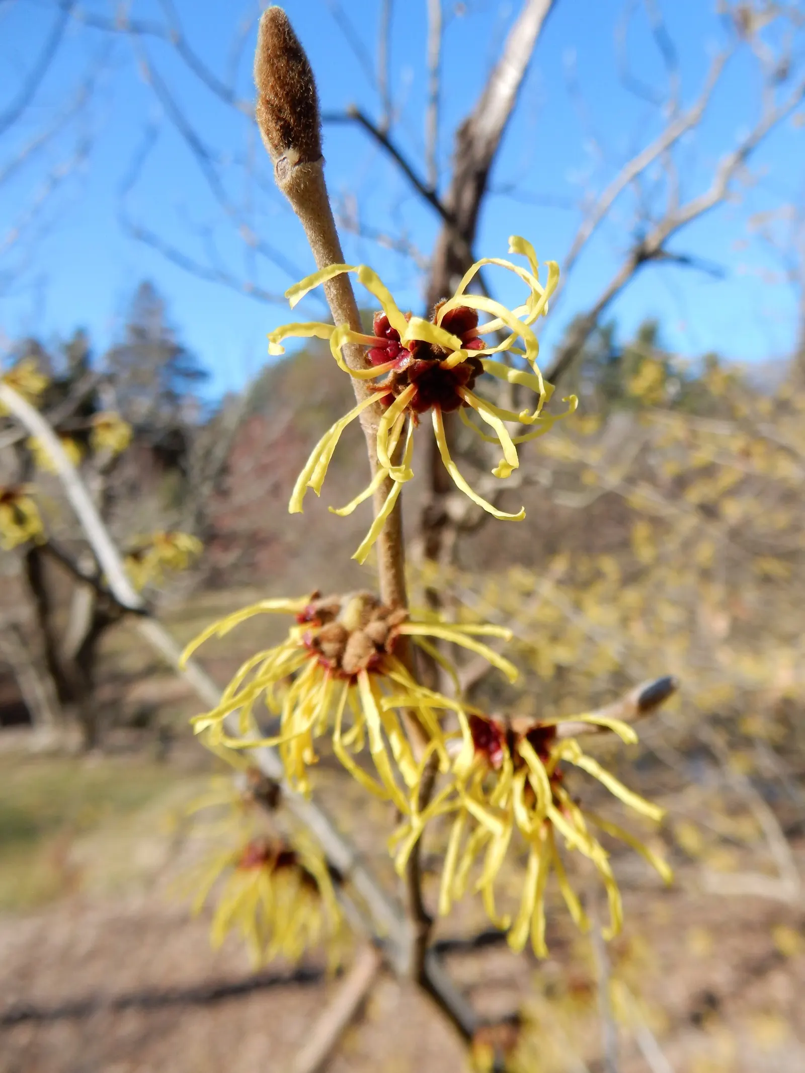Chinese Witch Hazel (Hamamelis Mollis) — The broadly oval leaves grow to about 6 inches long; siting the plant in a location shielded from strong winds helps