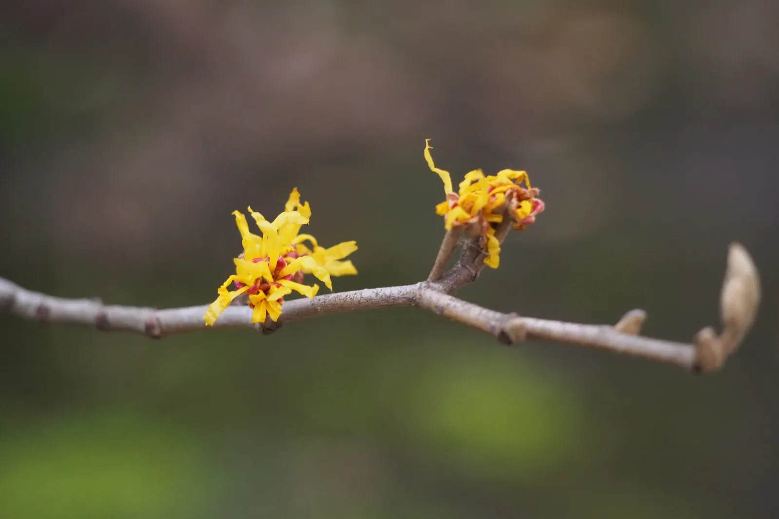 Chinese Witch Hazel (Hamamelis Mollis) — The plant typically reaches a mature height of 8 to 15 feet with a similar spread