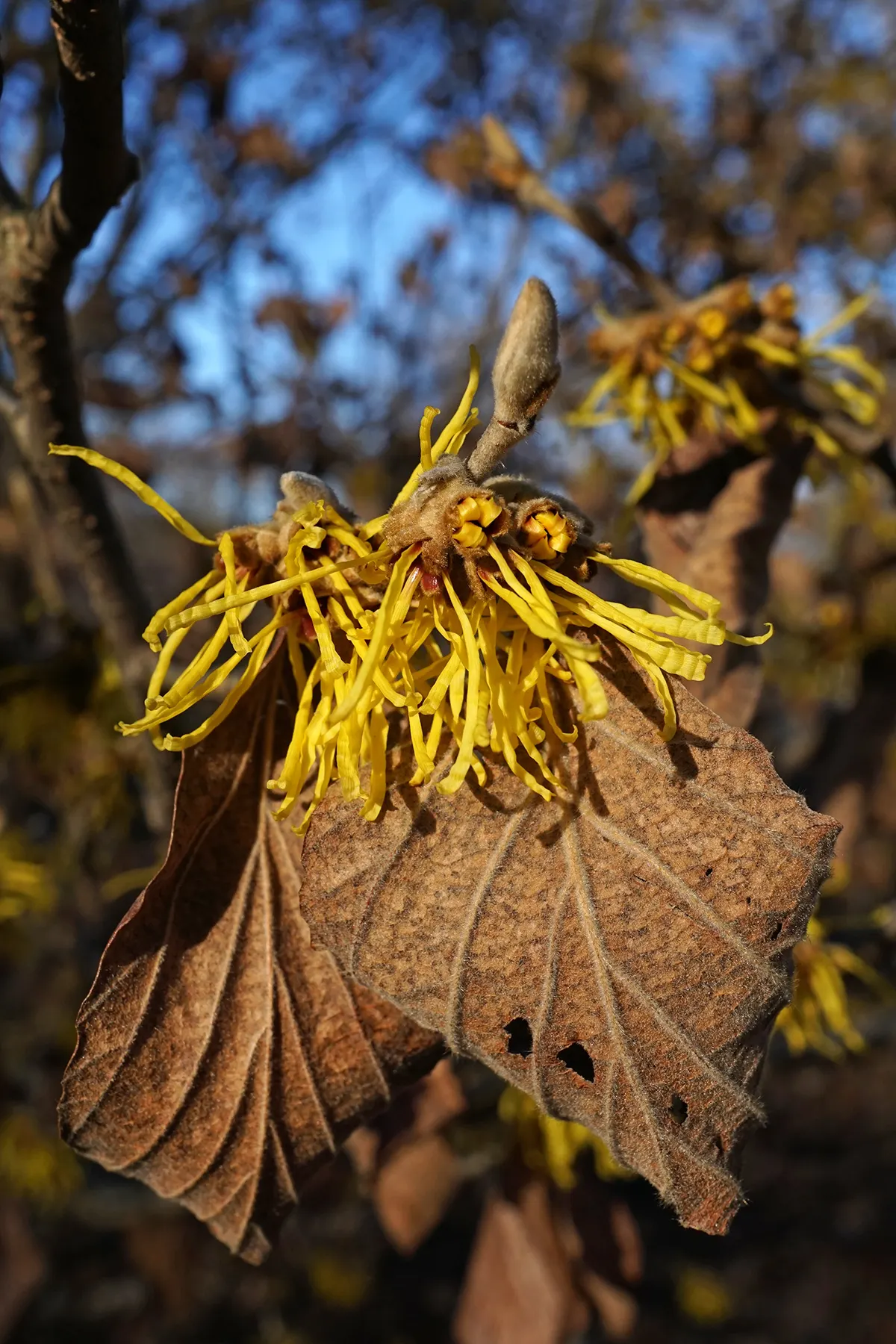 Chinese Witch Hazel (Hamamelis Mollis) — this shrub requires minimal maintenance