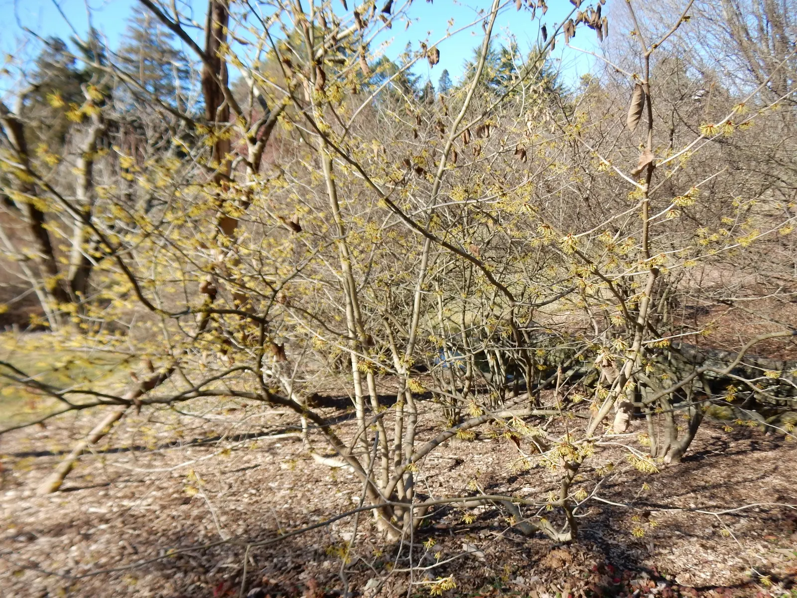 Chinese Witch Hazel (Hamamelis Mollis) — prized for its unique flowering and alluring fragrance; offering a splash of color when most plants lie dormant