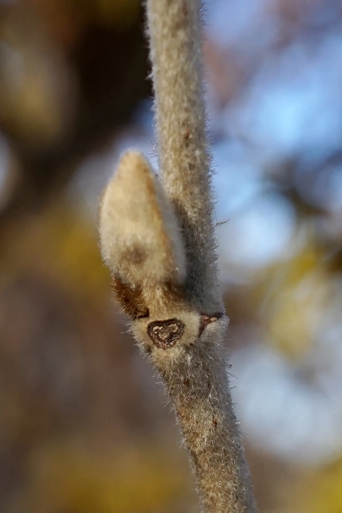Chinese Witch Hazel (Hamamelis Mollis) — ribbon-like petals that unfurl to emit a spicy-sweet scent