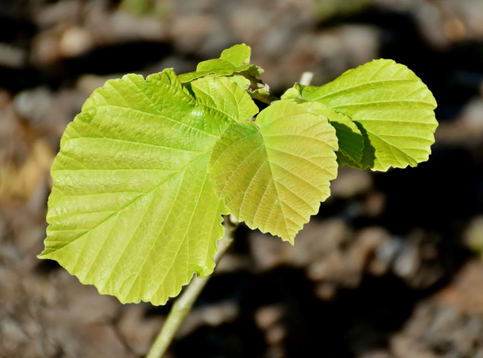 Chinese Witch Hazel (Hamamelis Mollis) — is a deciduous shrub with a broad