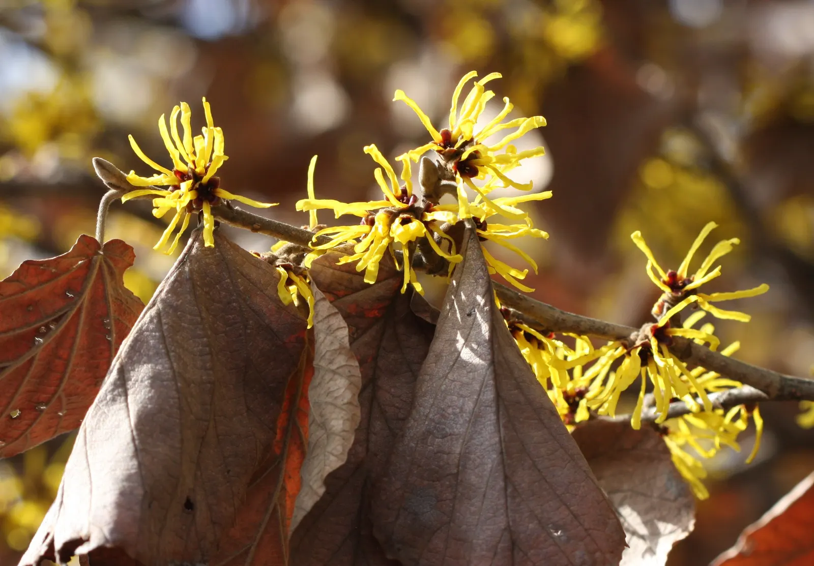 Chinese Witch Hazel (Hamamelis Mollis) — bright yellow flowers in late winter to early spring
