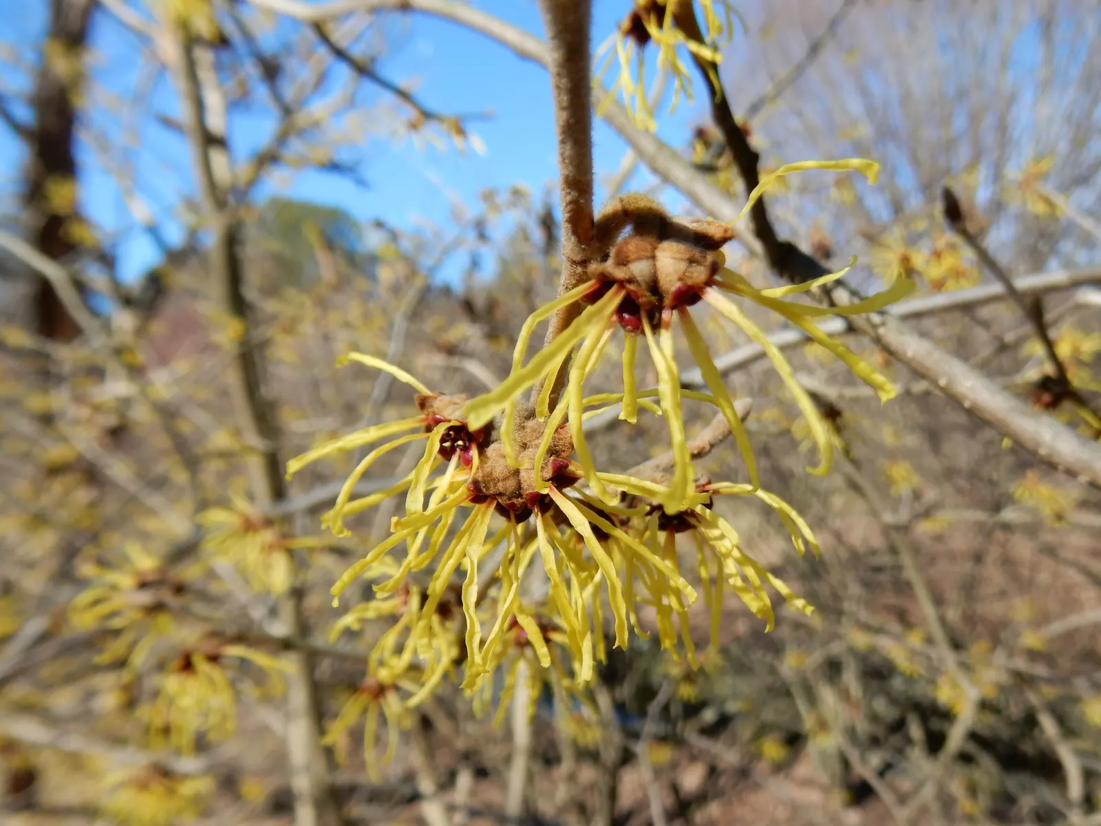 Chinese Witch Hazel (Hamamelis Mollis) — shrub with yellow blooms
