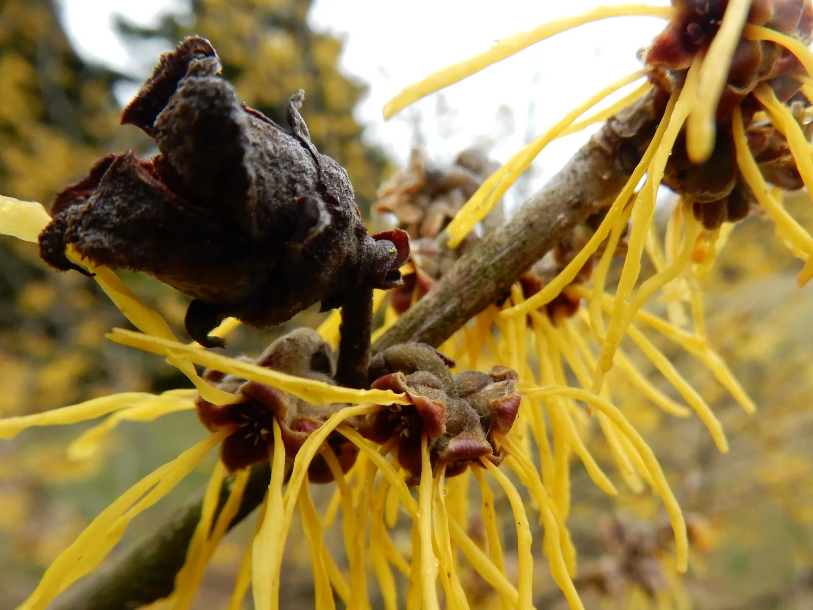 Chinese Witch Hazel (Hamamelis Mollis) — is a deciduous shrub with a broad; bright yellow flowers in late winter to early spring