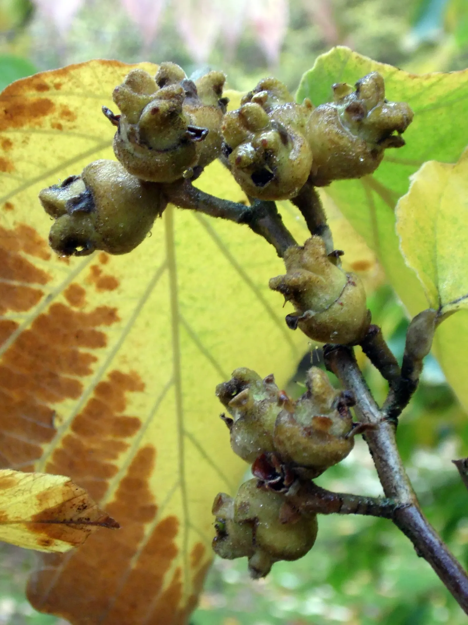 Chinese Witch Hazel (Hamamelis Mollis) — The broadly oval leaves grow to about 6 inches long