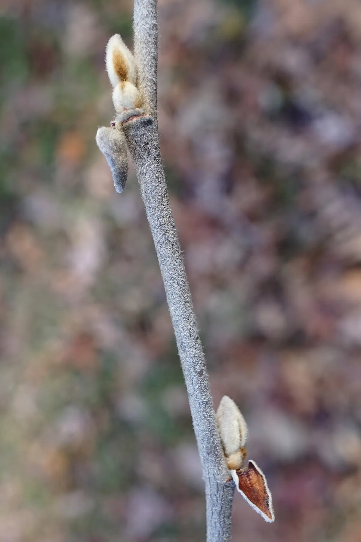 Chinese Witch Hazel (Hamamelis Mollis) — vase-shaped growth habit.<br><br>The flowers of Hamamelis mollis are especially remarkable; bright yellow flowers in