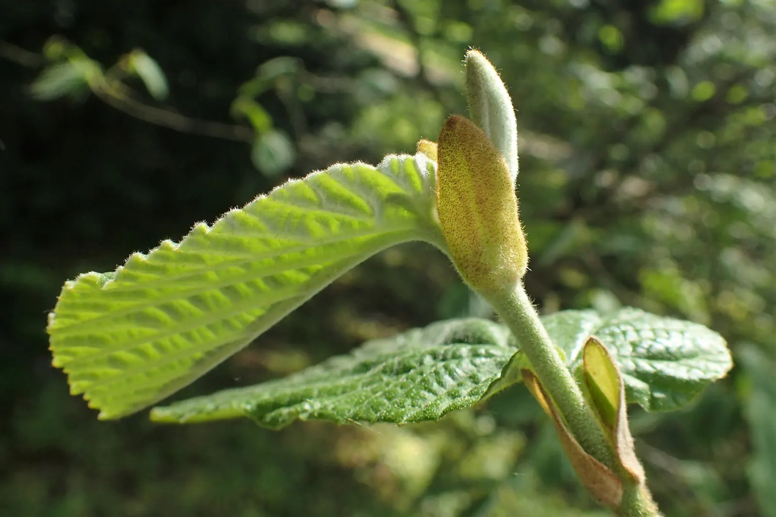 Chinese Witch Hazel (Hamamelis Mollis) — This early bloomer features fragrant