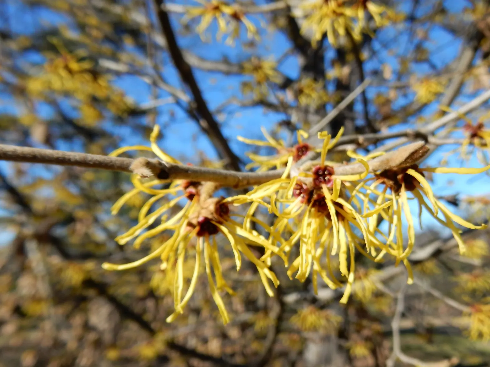 Chinese Witch Hazel (Hamamelis Mollis) — bright yellow flowers in late winter to early spring; its moderate size and attractive features make it perfect for