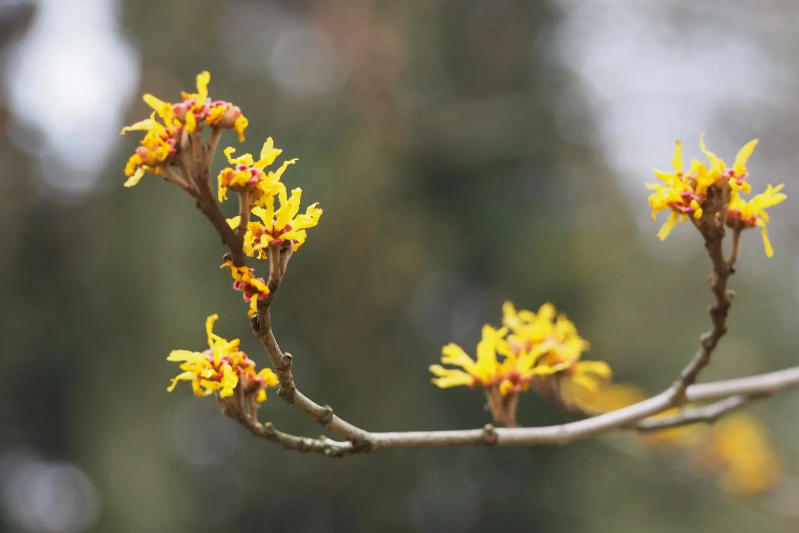 Chinese Witch Hazel (Hamamelis Mollis) — making it an ideal choice for both novice and experienced gardeners.<br><br>For landscape design