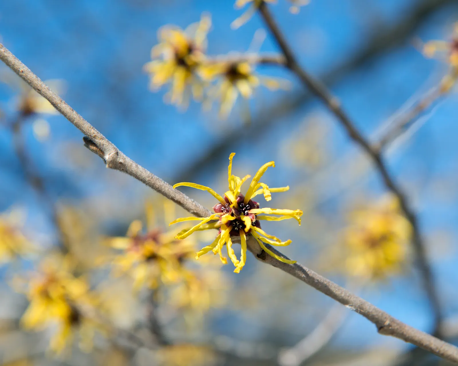 Chinese Witch Hazel (Hamamelis Mollis) — vase-shaped growth reaching 8-15 ft tall and wide