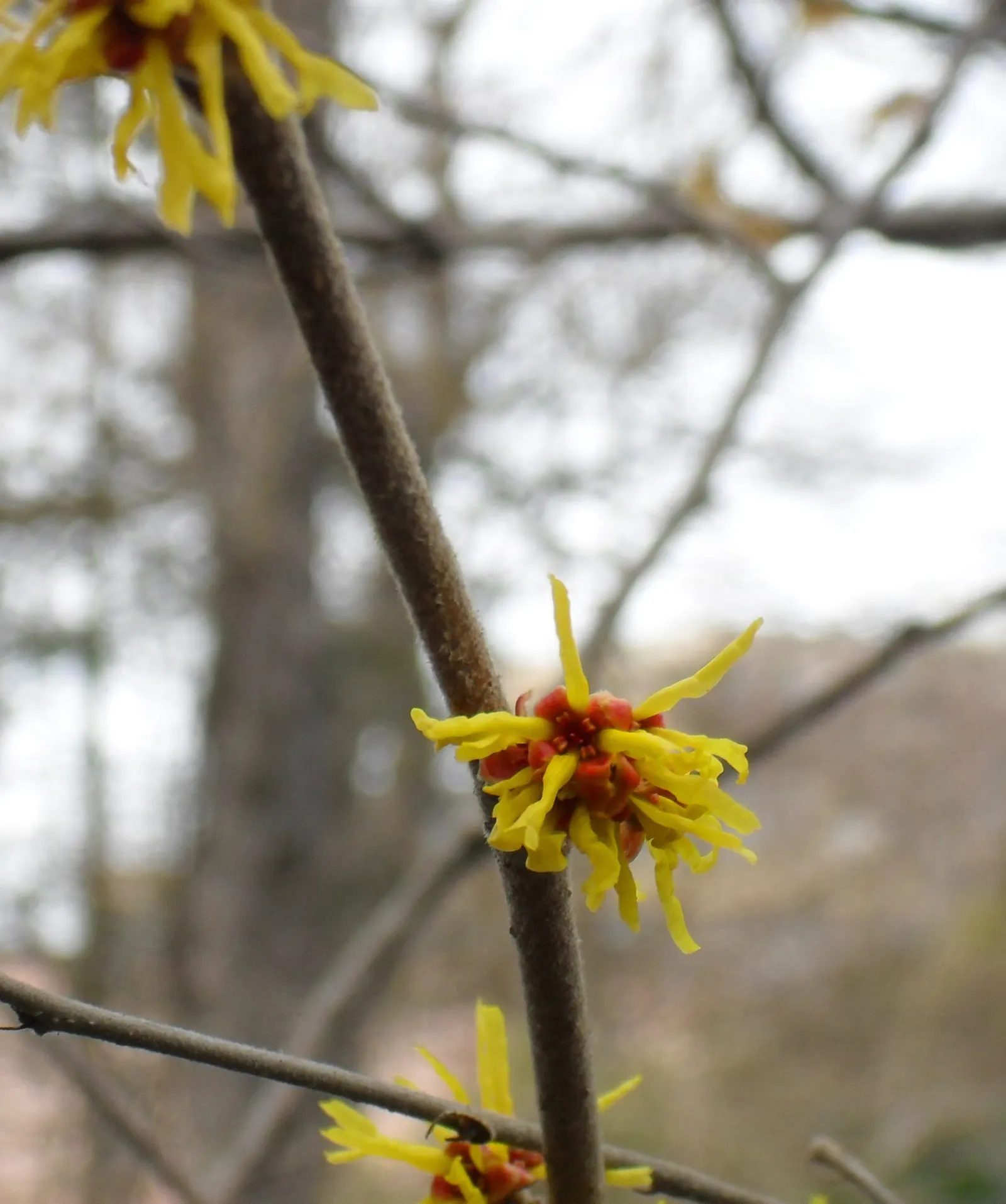 Chinese Witch Hazel (Hamamelis Mollis) — it's a striking focal point or natural screen; minimal maintenance required