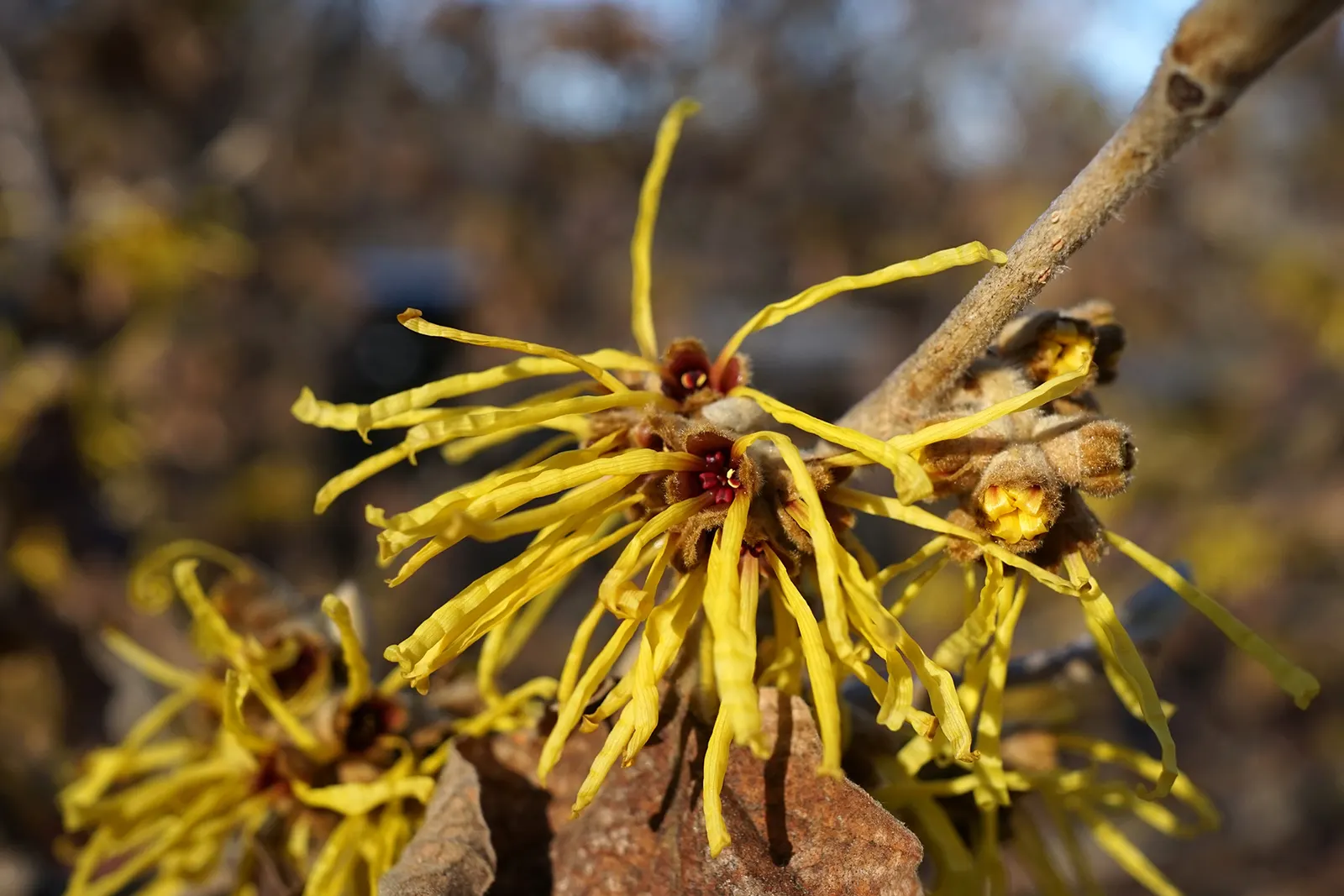 Chinese Witch Hazel (Hamamelis Mollis) — shrub for full or half