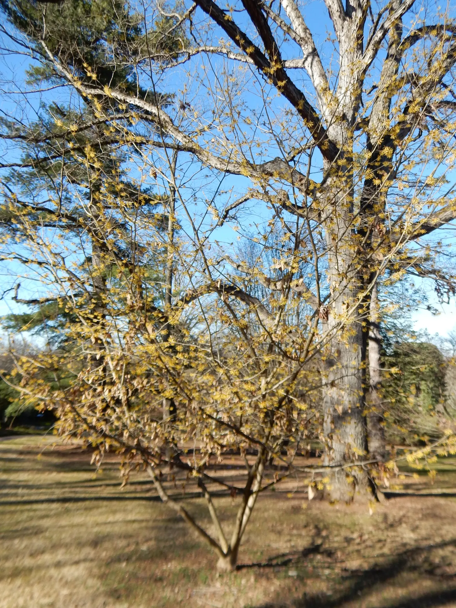 Chinese Witch Hazel (Hamamelis Mollis) — it thrives best in full sun to partial shade and prefers well-drained