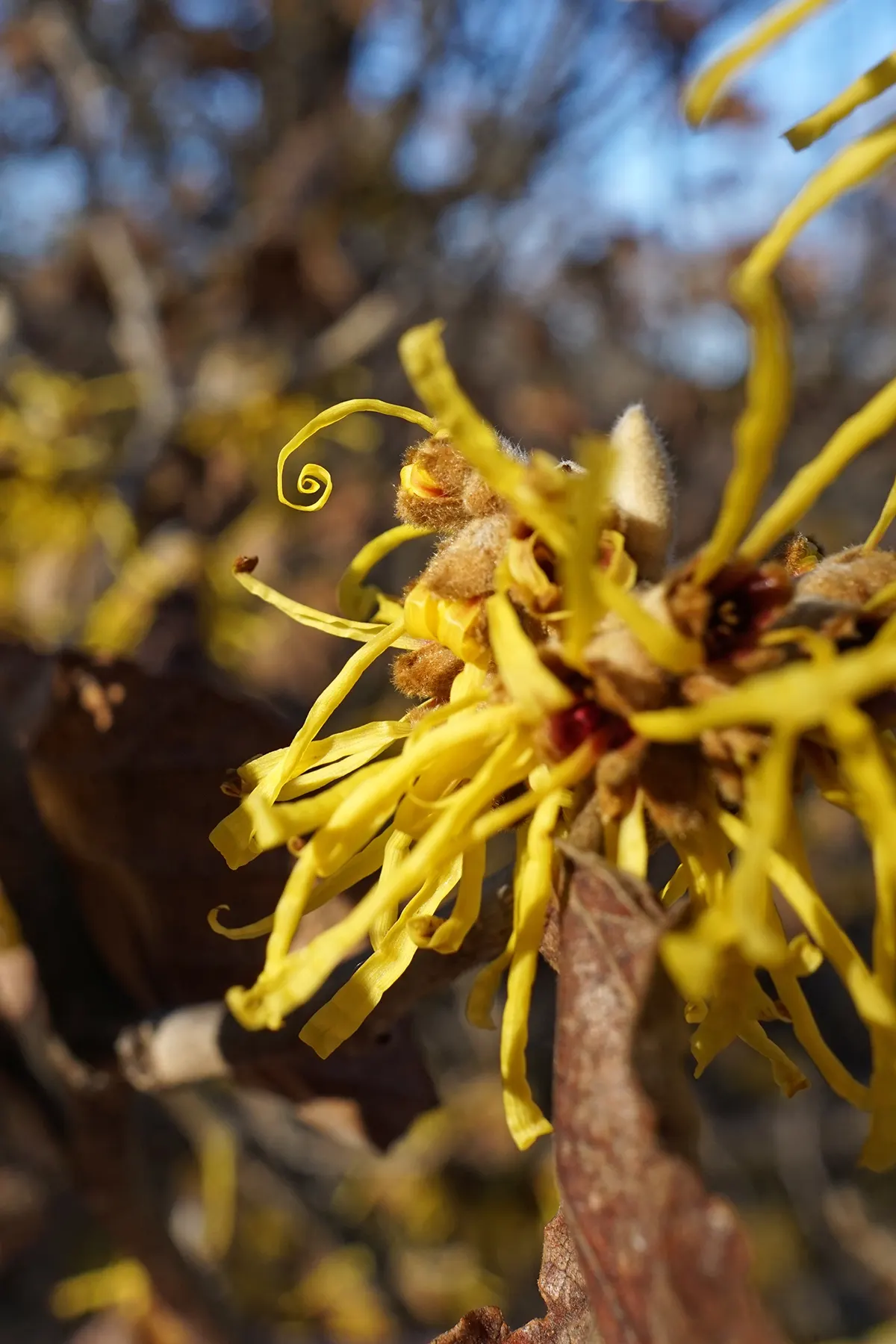 Chinese Witch Hazel (Hamamelis Mollis) — prized for its unique flowering and alluring fragrance