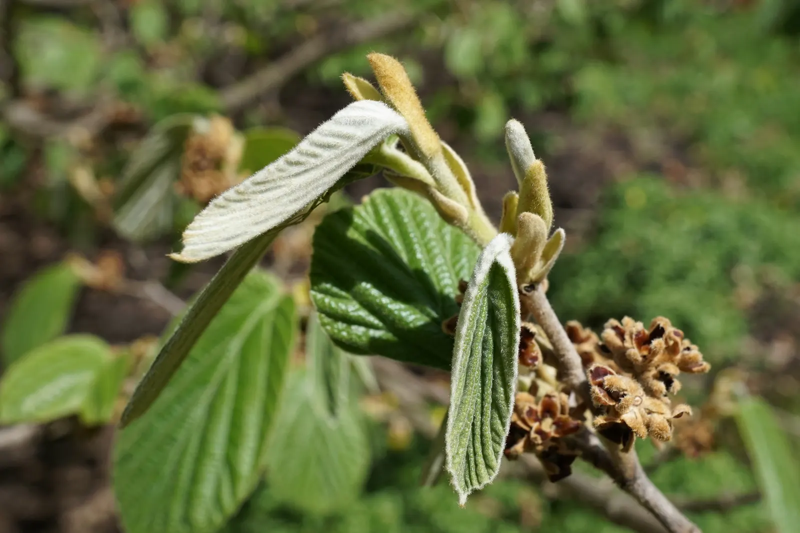 Chinese Witch Hazel (Hamamelis Mollis) — their ribbon-like petals unique; bright yellow flowers in late winter to early spring