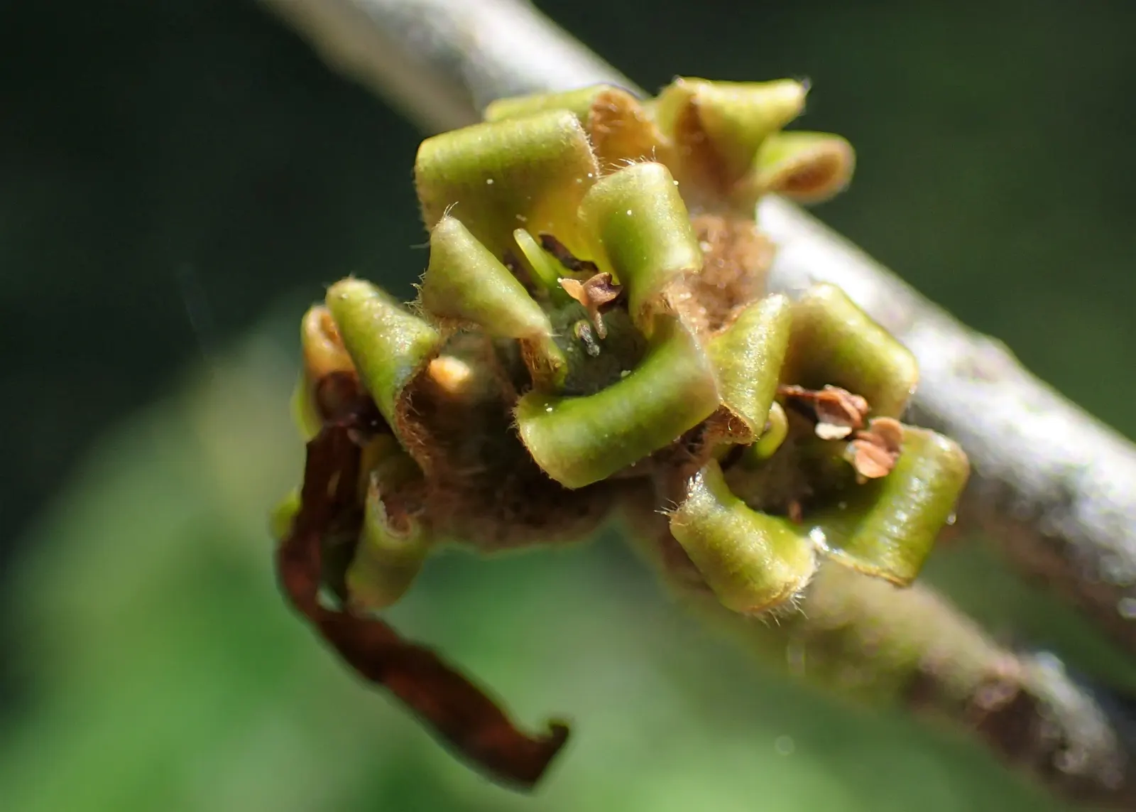 Chinese Witch Hazel (Hamamelis Mollis) — Prefers well-drained, loamy soil and full sun to partial shade