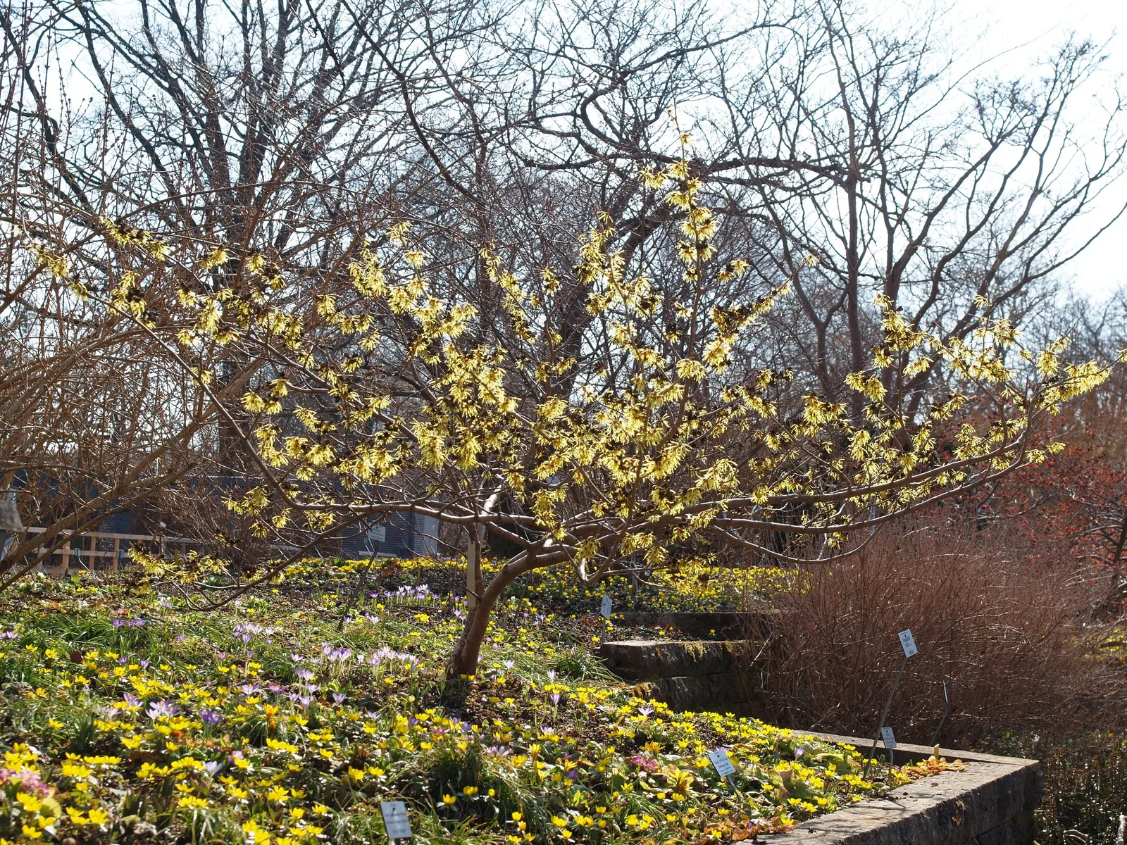 Chinese Witch Hazel (Hamamelis Mollis) — blending splendidly with evergreens that accentuate its winter bloom