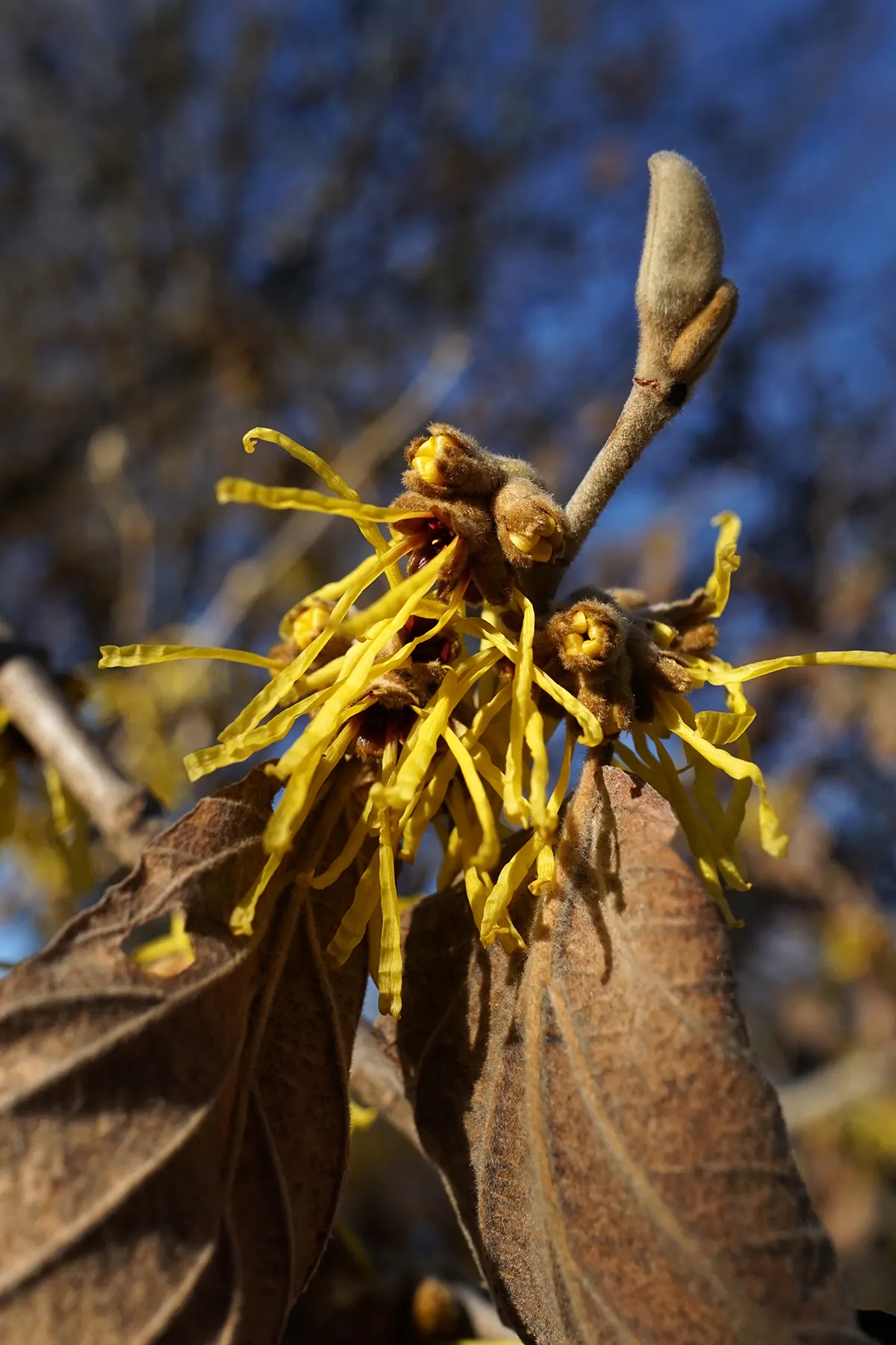 Chinese Witch Hazel (Hamamelis Mollis) — their ribbon-like petals unique