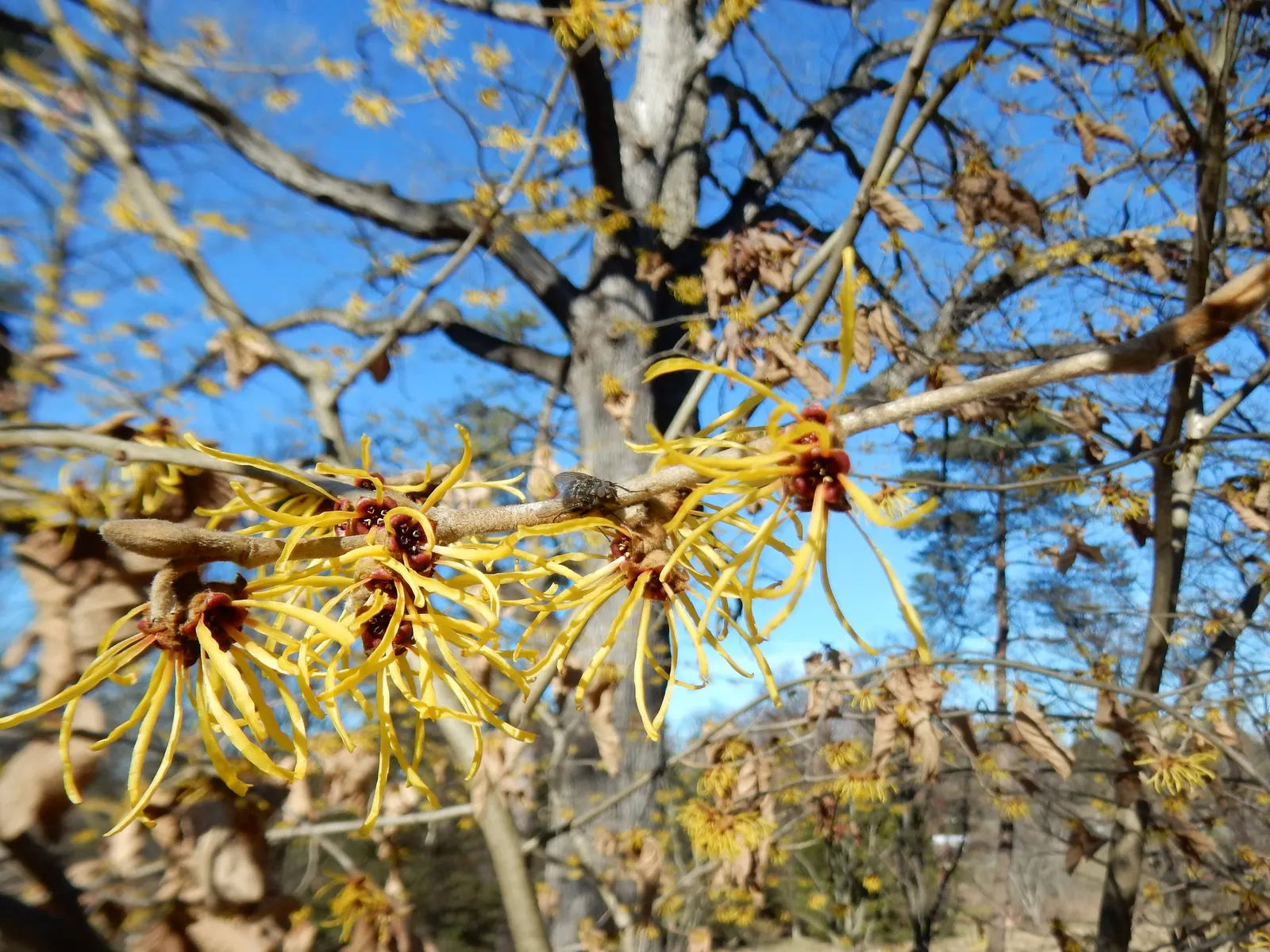 Chinese Witch Hazel (Hamamelis Mollis) — The plant typically reaches a mature height of 8 to 15 feet with a similar spread; its moderate size and attractive