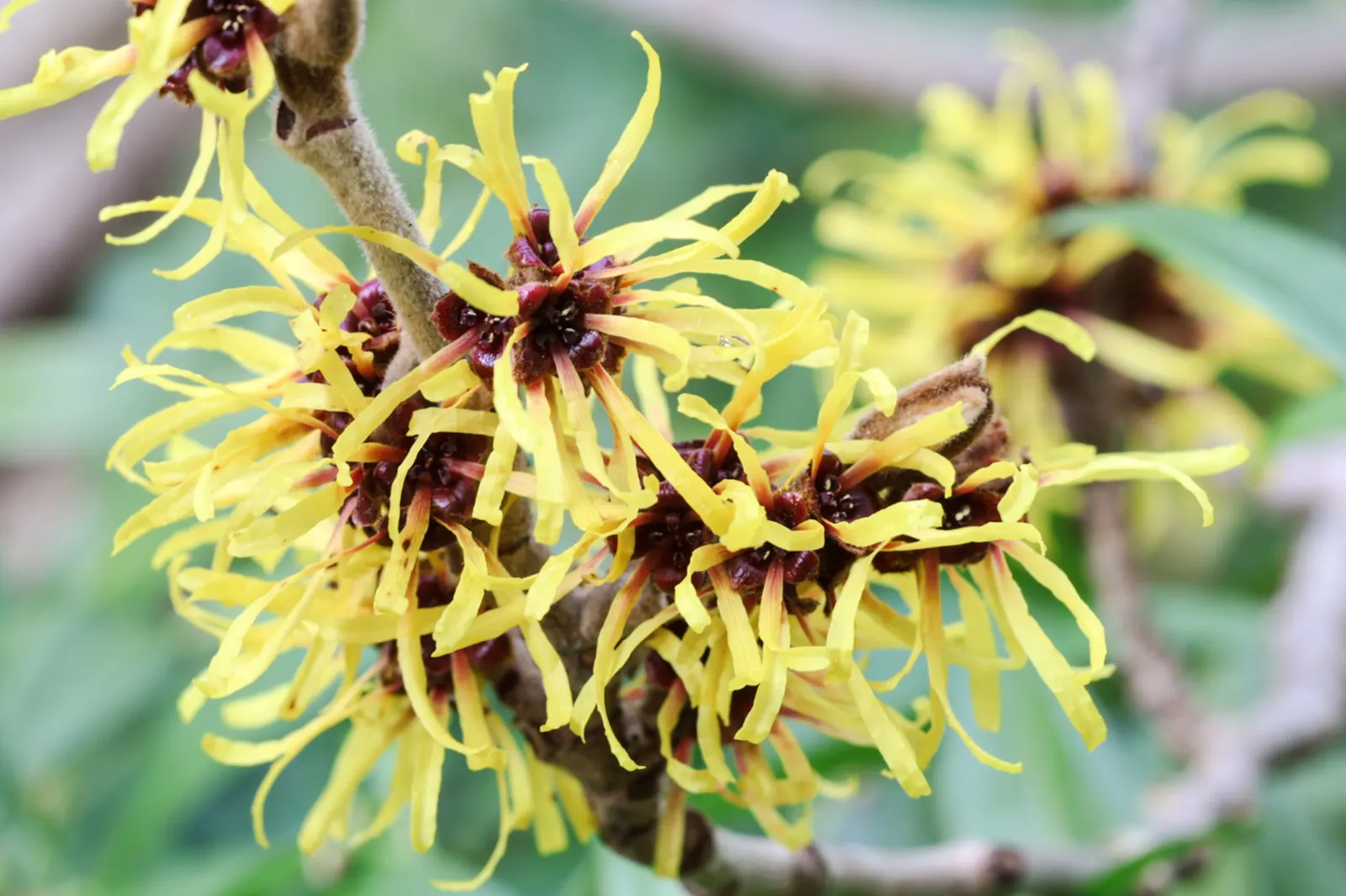 Chinese Witch Hazel (Hamamelis Mollis) — turning from a lustrous green in the summer to a vibrant yellow in the fall