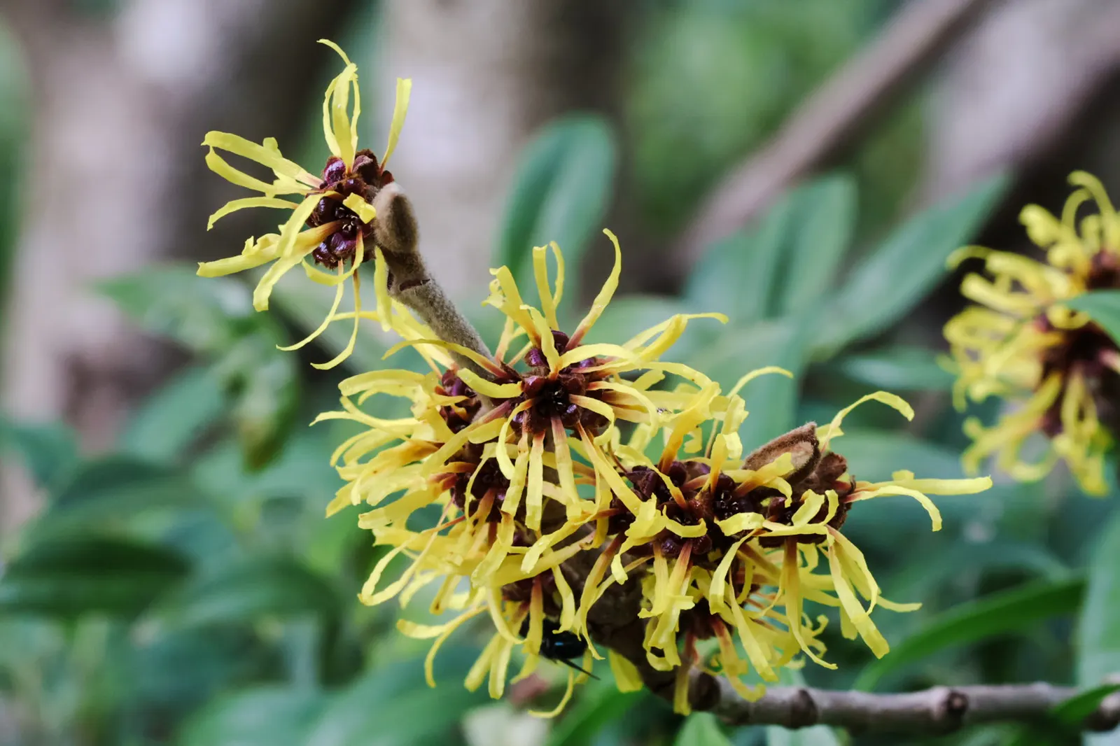 Chinese Witch Hazel (Hamamelis Mollis) — vase-shaped growth reaching 8-15 ft tall and wide; offering a splash of color when most plants lie dormant