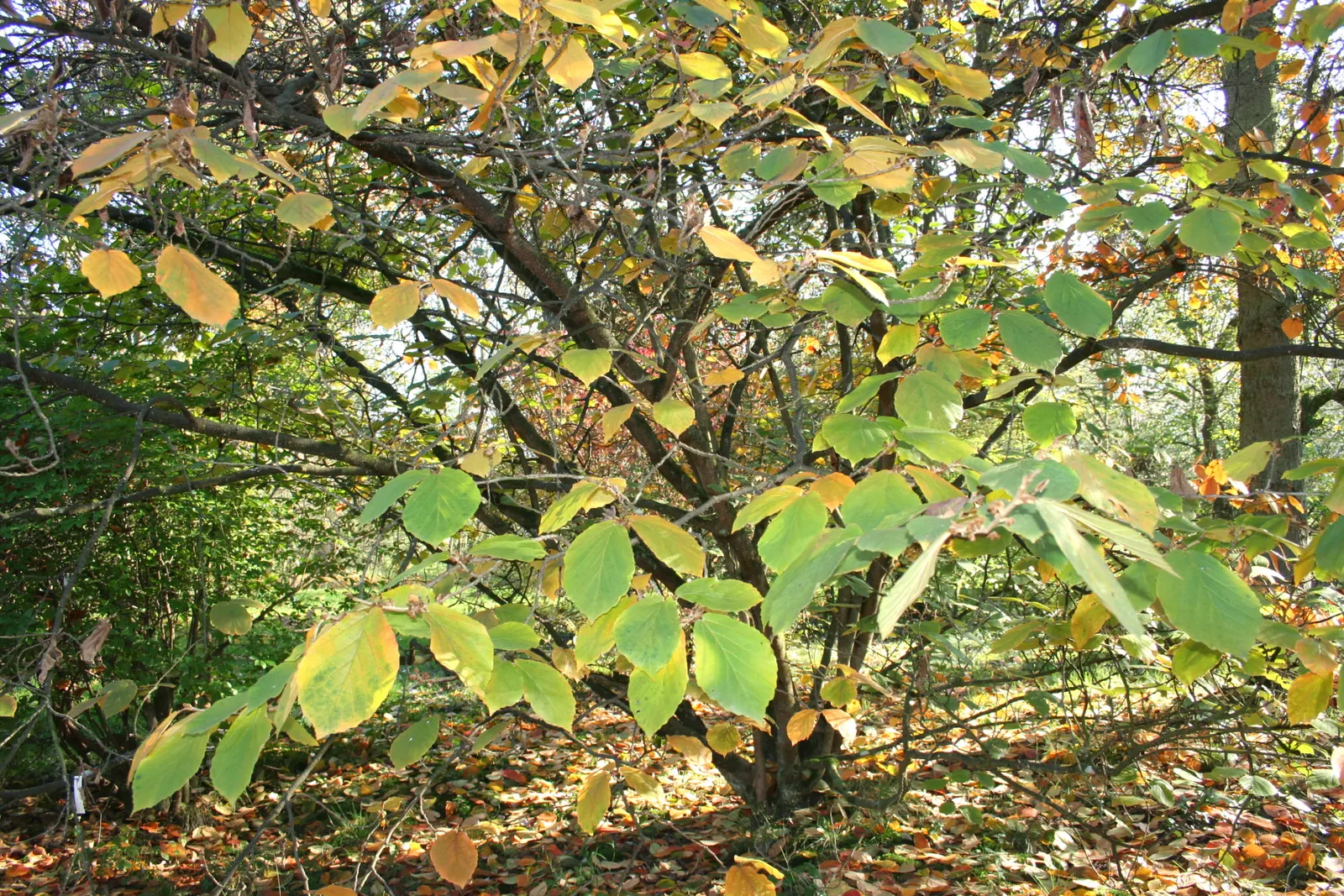 Chinese Witch Hazel (Hamamelis Mollis) — it adds texture and winter interest