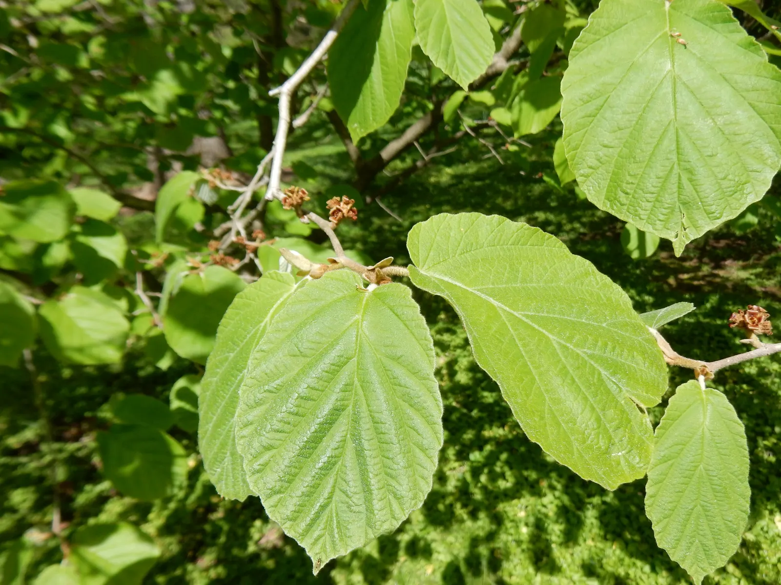 Chinese Witch Hazel (Hamamelis Mollis) — This early bloomer features fragrant; siting the plant in a location shielded from strong winds helps preserve the