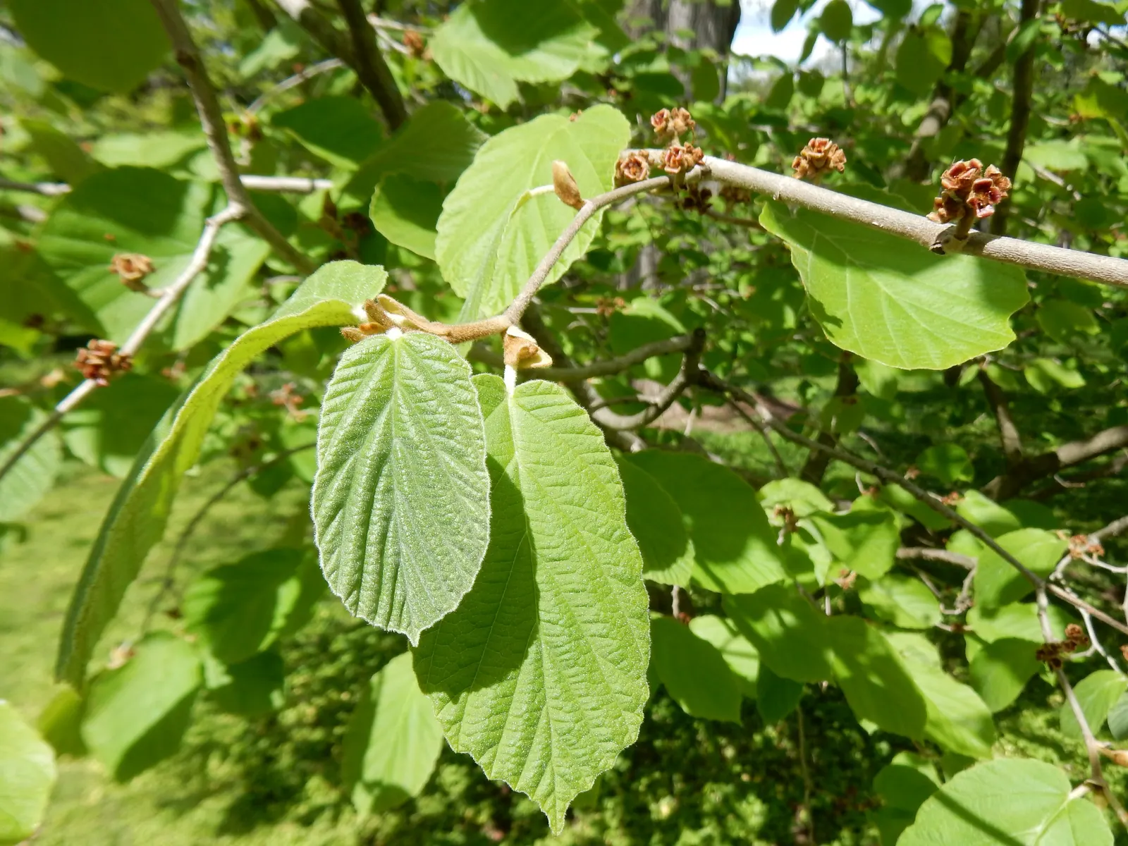Chinese Witch Hazel (Hamamelis Mollis) — save for occasional pruning; its moderate size and attractive features make it perfect for residential gardens and