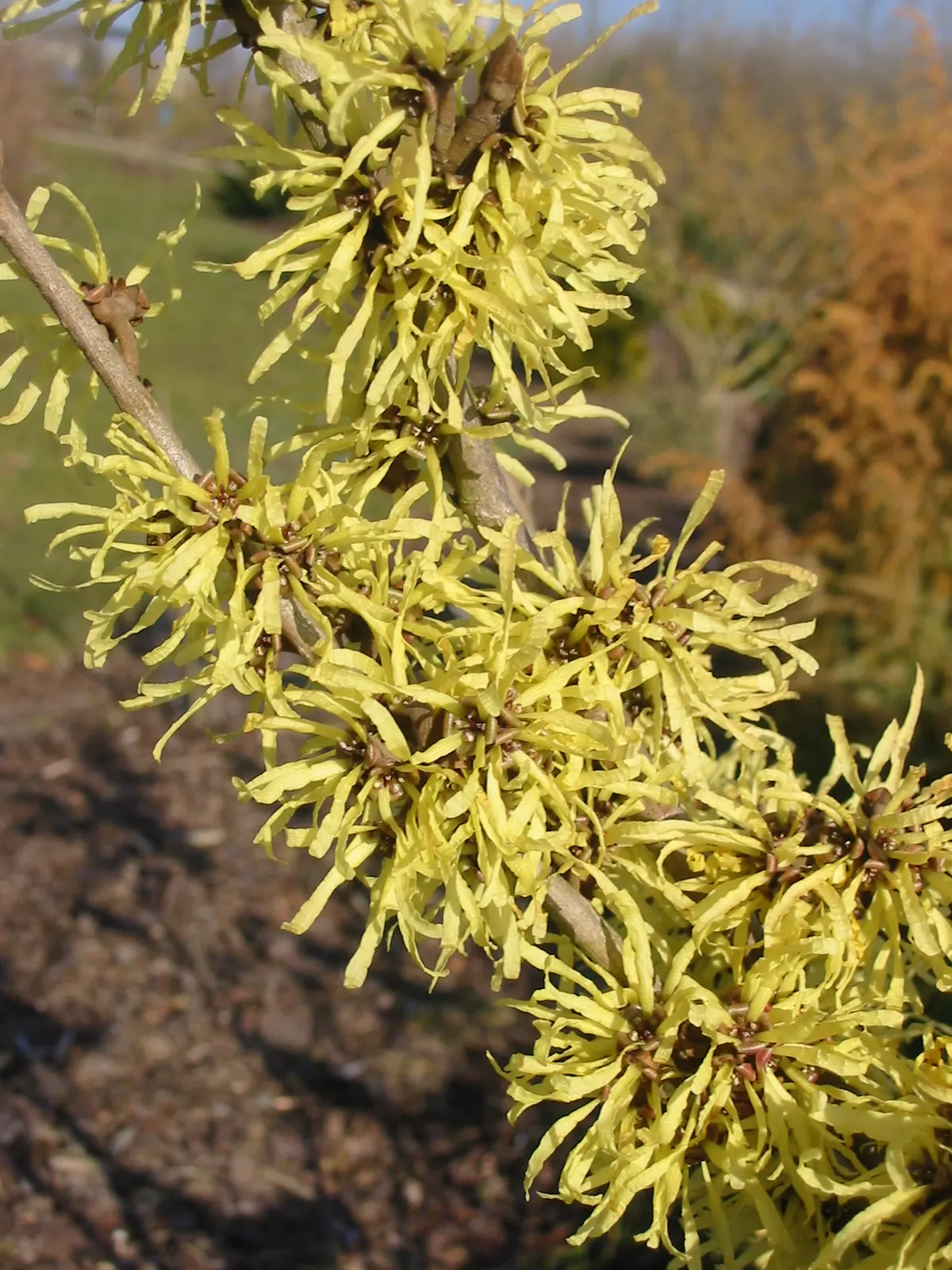 Chinese Witch Hazel (Hamamelis Mollis) — Siting the plant in a location shielded from strong winds helps preserve the delicate flowers
