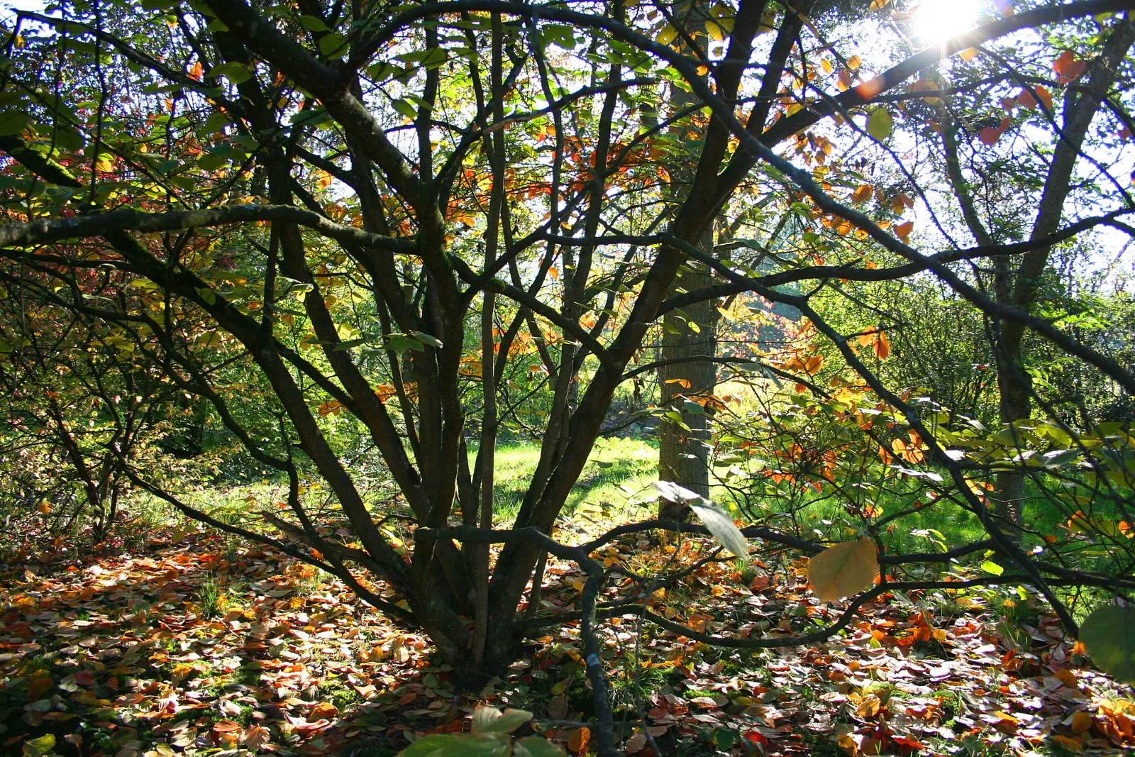 Chinese Witch Hazel (Hamamelis Mollis) — Its moderate size and attractive features make it perfect for residential gardens and public spaces alike