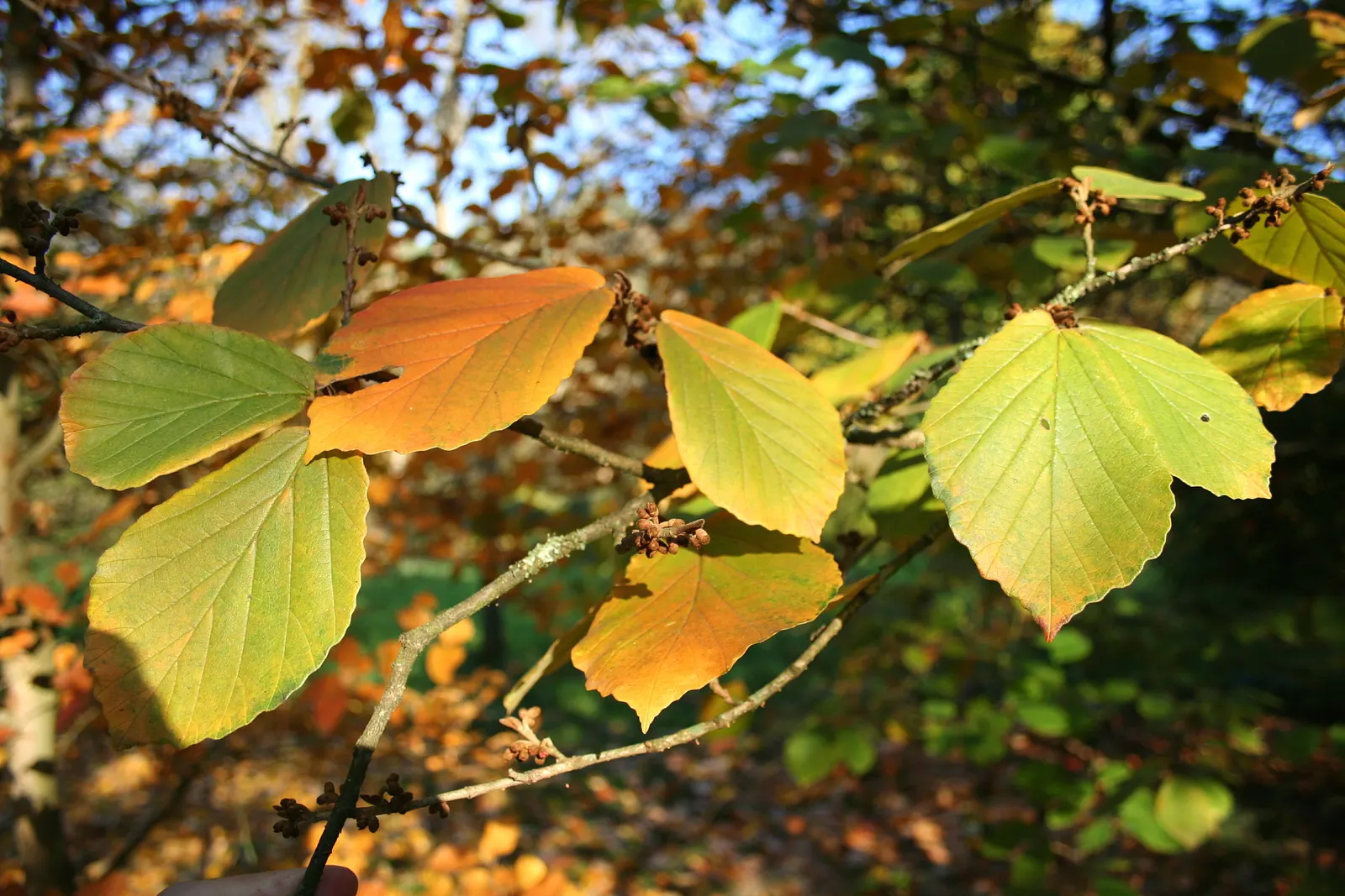 Chinese Witch Hazel (Hamamelis Mollis) — it thrives best in full sun to partial shade and prefers well-drained; bright yellow flowers in late winter to early