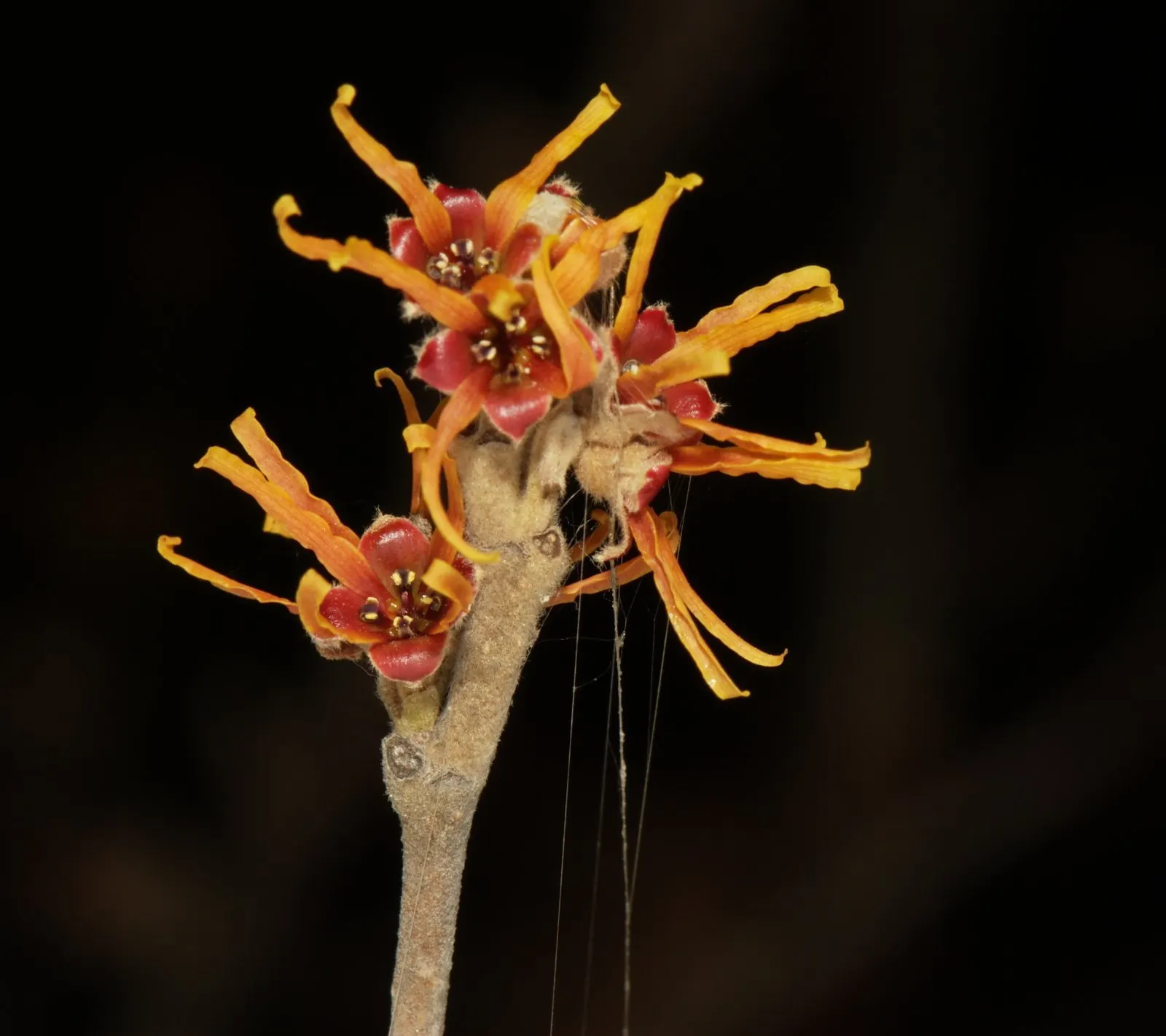 Chinese Witch Hazel (Hamamelis Mollis) — ribbon-like petals that unfurl to emit a spicy-sweet scent; offering a splash of color when most plants lie dormant