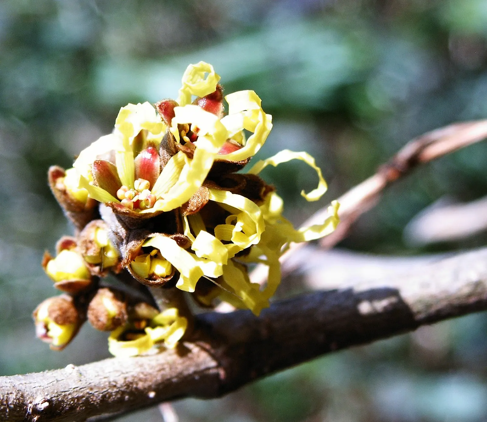 Chinese Witch Hazel (Hamamelis Mollis) — offering a splash of color when most plants lie dormant