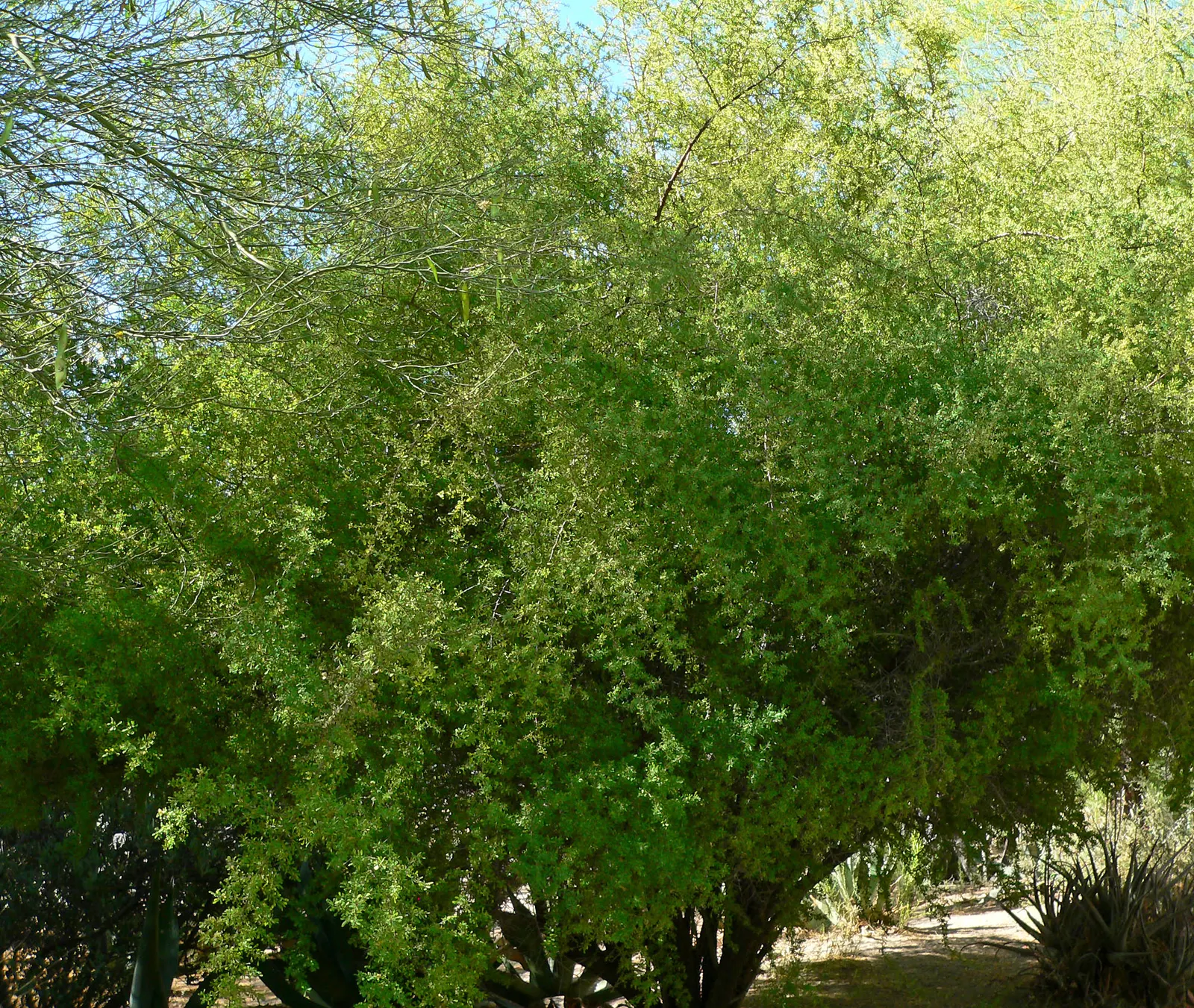 Bitter Condalia Or B. Snakewood (Condalia Globosa) — This resilient evergreen shrub thrives in arid zones